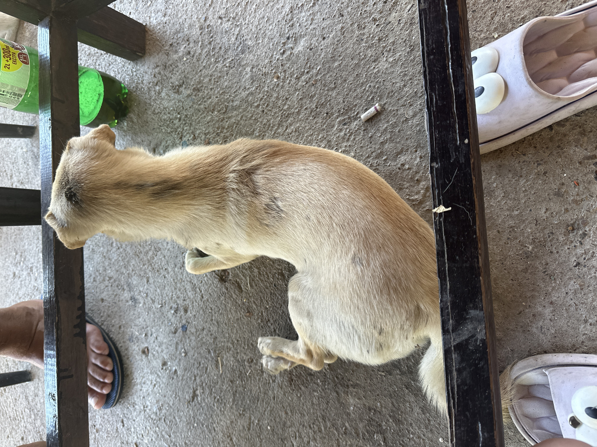 A tan dog lies on a concrete ground under a dark metal table. The dog is in a relaxed position, with its hind legs tucked underneath its body and its front paws extended. A cigarette butt is visible on the ground near the dog's hindquarters. In the background, a person's feet, one wearing a blue flip-flop, are visible to the left, and a green plastic bottle is seen to the right. Two pink slippers with cartoonish eyes are positioned in the foreground, partially obscured by the table. The scene suggests an outdoor setting, possibly a public space or a patio area in Galiche, Bulgaria.