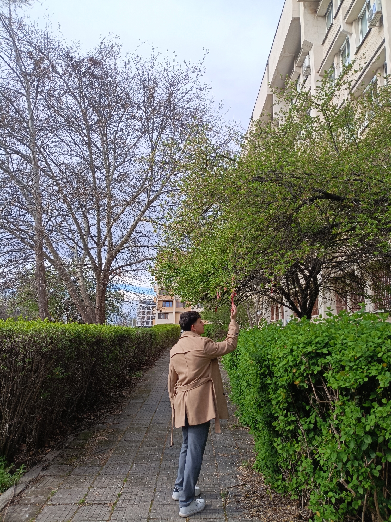 A full shot shows a person standing on a paved walkway in what appears to be a park in Plovdiv, Bulgaria. The individual, facing away from the camera, is dressed in a tan trench coat, gray pants, and white sneakers. They are reaching towards a small tree with green leaves, from which several red ribbons are hanging. The walkway is bordered on both sides by meticulously trimmed green hedges. To the left, a large bare tree stands against a cloudy sky. To the right, the corner of a modern building with white walls and multiple windows is visible. The overall atmosphere is one of early spring or late autumn.
