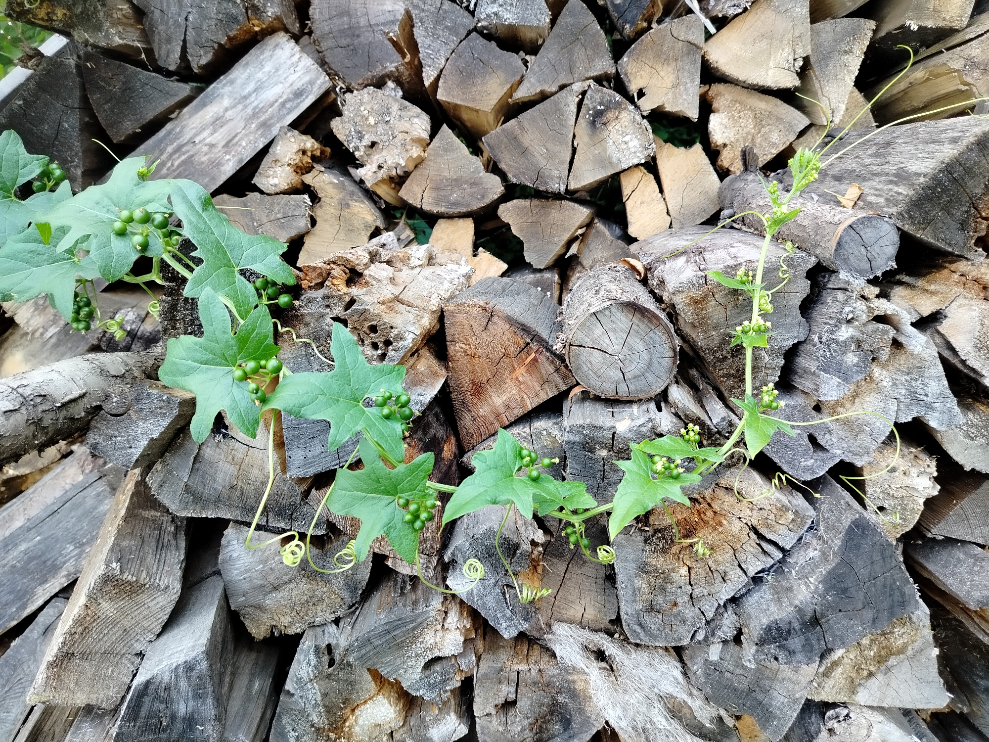 A close-up, high-angle shot captures a pile of weathered, split logs of various sizes, stacked in an outdoor setting. Intertwined with the wood is a vibrant green vine bearing small, round, green berries and delicate tendrils. The logs exhibit a rough texture with visible grain, cracks, and a grayish-brown patina, suggesting they have been exposed to the elements. The vine, with its heart-shaped leaves and coiled tendrils, adds a touch of organic life to the otherwise rustic scene. The lighting appears natural, casting subtle shadows and highlighting the textures of both the wood and the plant. The image does not contain any people or visible indications of human activity beyond the stacking of the wood.