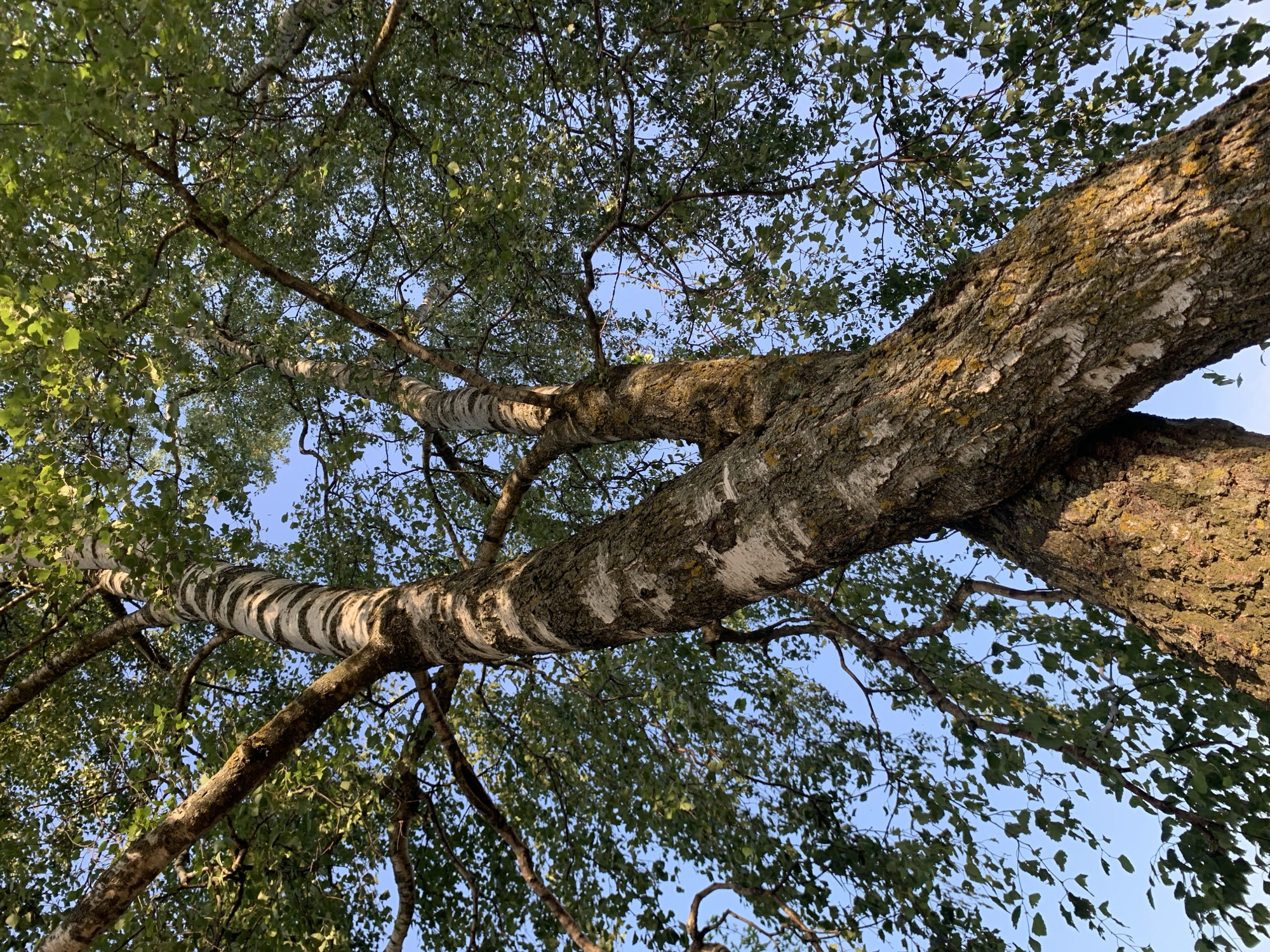 This is a low-angle, outdoor, full shot of the trunk and branches of a large birch tree against a clear blue sky. The tree is the sole subject, and no people are visible. The camera is looking directly upwards, emphasizing the massive scale of the tree and its sprawling canopy. The bark of the main trunk is textured, with patches of lichen and a distinct white and black patterned bark typical of birch trees. Sunlight illuminates the upper portions of the branches, creating highlights and shadows among the green leaves. The leaves themselves are small and numerous, creating a dense foliage that partially obscures the sky. The scene suggests a natural setting, likely a forest or park in Kapyĺ, Belarus. The clear sky indicates fair weather, and the lighting suggests it is daytime, possibly late afternoon due to the warm, golden hue on some parts of the bark. No text is visible in the image. The overall mood is one of natural grandeur and peacefulness.
