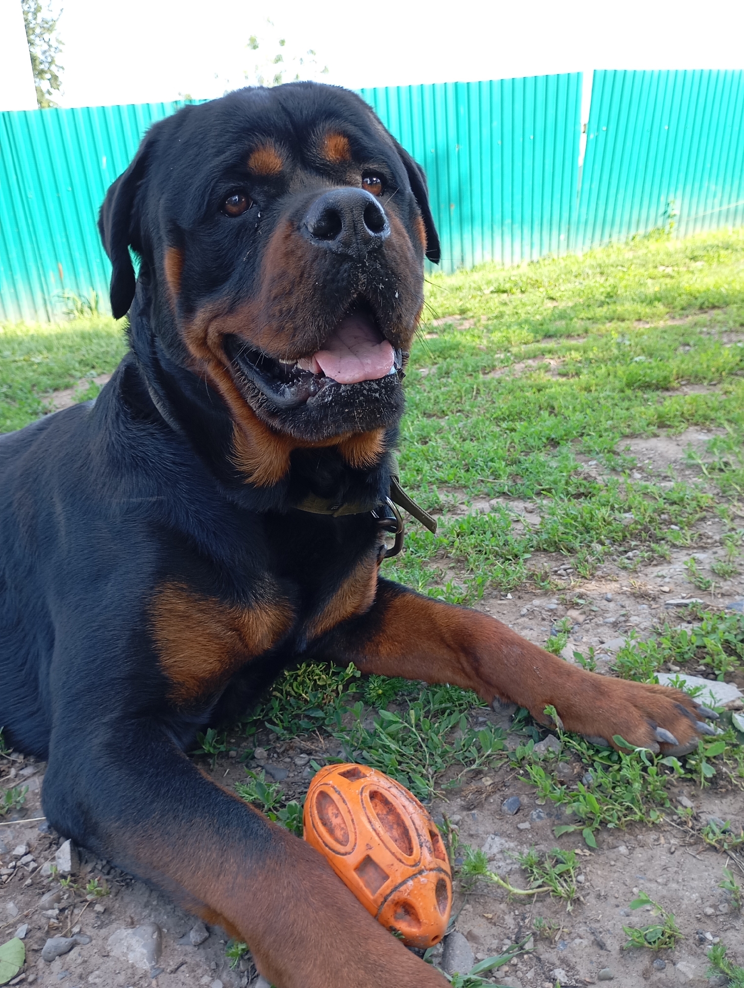 A Rottweiler dog is lying on the grass with an orange dog toy in front of it. The dog is in the foreground, and behind it is a turquoise corrugated metal fence. The background is blurred with green grass and some dirt patches. The lighting suggests it is daytime, likely a sunny day. The specific location of Рябки, Russia, is not discernible from the image itself, as there are no identifying landmarks or textual information present.