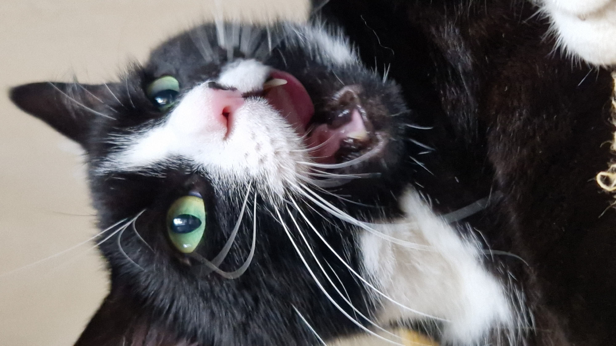 A close-up, low-angle shot shows the face of a black and white cat with bright green eyes. The cat's mouth is open, revealing its pink tongue and teeth. White whiskers fan out from its snout. The background is a plain, light-colored wall. The scene does not contain any elements that would suggest a specific location in Riga, Latvia.