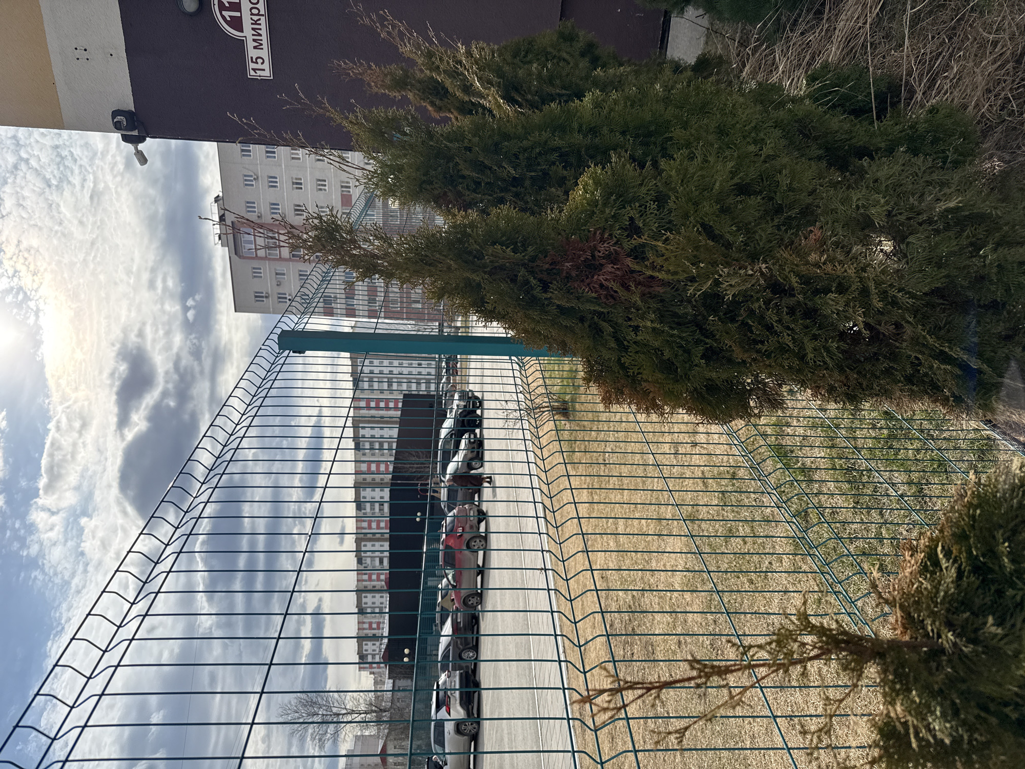 The image, when correctly oriented, presents a daytime scene of a residential area. In the foreground, a green wire mesh fence runs diagonally across the frame. To the right of the fence, several dense evergreen shrubs or trees, possibly thuja, are visible, some with areas of browning foliage.
Beyond the fence, a paved area serves as a parking lot, where a row of cars is parked. Visible car colors include white, red, and dark blue/black. To the right of the parked cars is an expanse of dry, light brown grass.
In the background, a tall, multi-story apartment building with numerous windows dominates the view. Its facade appears light-colored, with some red accents visible. Further to the left background, a dark brown section of a building or wall is present, on which two security cameras are mounted.
The sky is partly cloudy, with bright sunlight emanating from the left, creating some lens flare.
Visible text on the dark brown building section reads "15 микро," which likely denotes "15 microdistrict." The overall setting suggests an urban or suburban residential environment, consistent with the location context of Tobolsk, Russia, and appears to be late winter or early spring due to the dry grass and partial browning of some foliage. No human activity is visible.