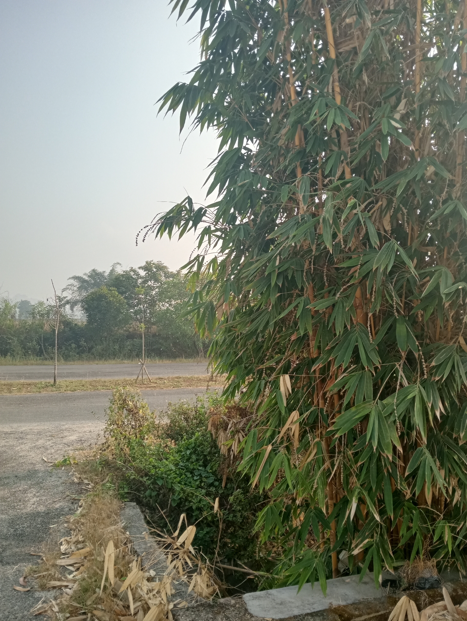 The image depicts a roadside scene in Sidoharjo, Indonesia, dominated by a large bamboo tree on the right side. The bamboo has tall, slender stalks with dense green foliage. In the foreground, dry bamboo leaves and debris are scattered on the ground along a gravelly path and a concrete edge. To the left, a paved road runs horizontally, with a slight incline. Beyond the road, there is a strip of green vegetation and several smaller trees. The background is hazy, suggesting an overcast sky or distant fog, with a line of trees receding into the distance. There are no people visible in the frame, and no actions or interactions are occurring. The environment appears to be a rural or semi-rural area.