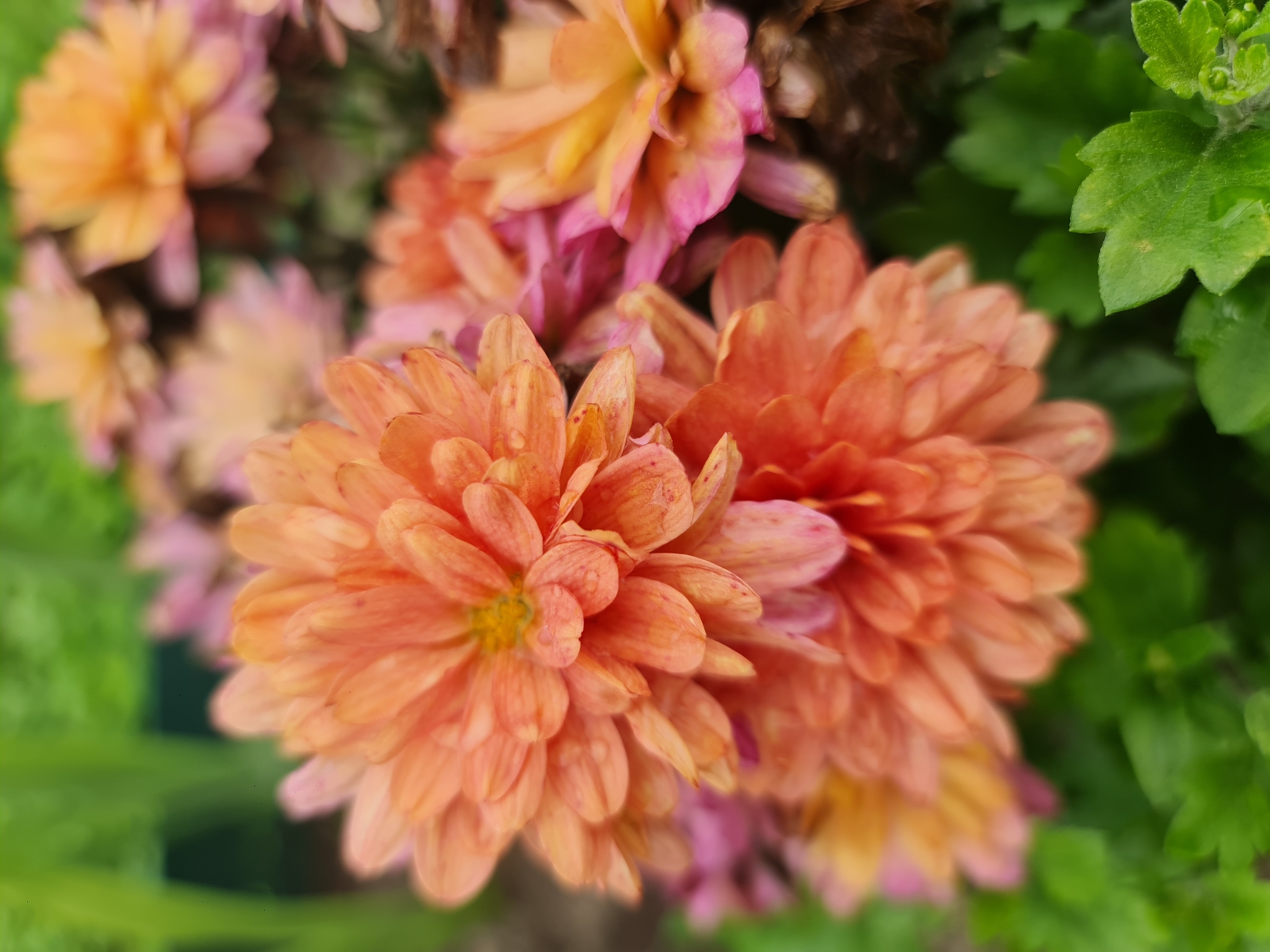 A close-up, slightly blurred, vertical shot captures a cluster of vibrant orange and pink chrysanthemums in a garden setting. The flowers are the primary focus, with their delicate petals overlapping and creating a sense of depth. Some of the petals exhibit subtle speckles of darker orange and pink hues, suggesting variation within the blooms. Small droplets of water are visible on some of the petals, indicating recent watering or dew. In the foreground, lush green leaves provide a contrasting backdrop, their texture softened by the focus. The background is a blur of green foliage and hints of other blossoms in softer shades of pink and orange. The scene is outdoors, likely in a residential garden or park. The specific location in Angarsk, Russia, is not discernible from the image itself.
