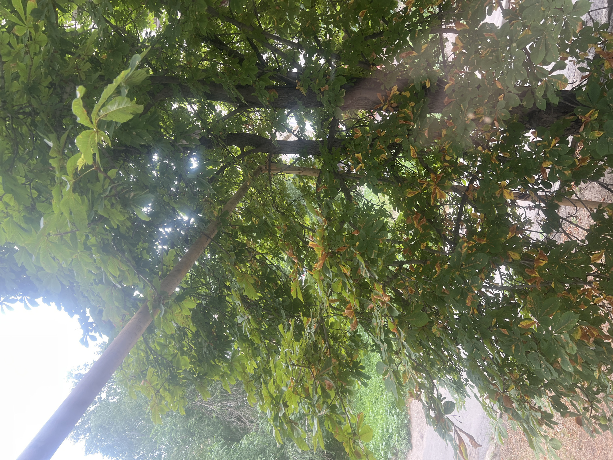 A tree with lush green leaves, some of which are starting to turn yellow and brown, stands tall against a bright sky. A thin, light brown pole runs diagonally across the upper left portion of the image, partially obscuring the tree's branches and leaves. The tree's trunk is thick and dark, with a rough texture. In the background, more trees and greenery are visible, suggesting a natural outdoor setting. The overall impression is that of a serene, wooded area on an overcast day, with the changing colors of the leaves hinting at the arrival of autumn.