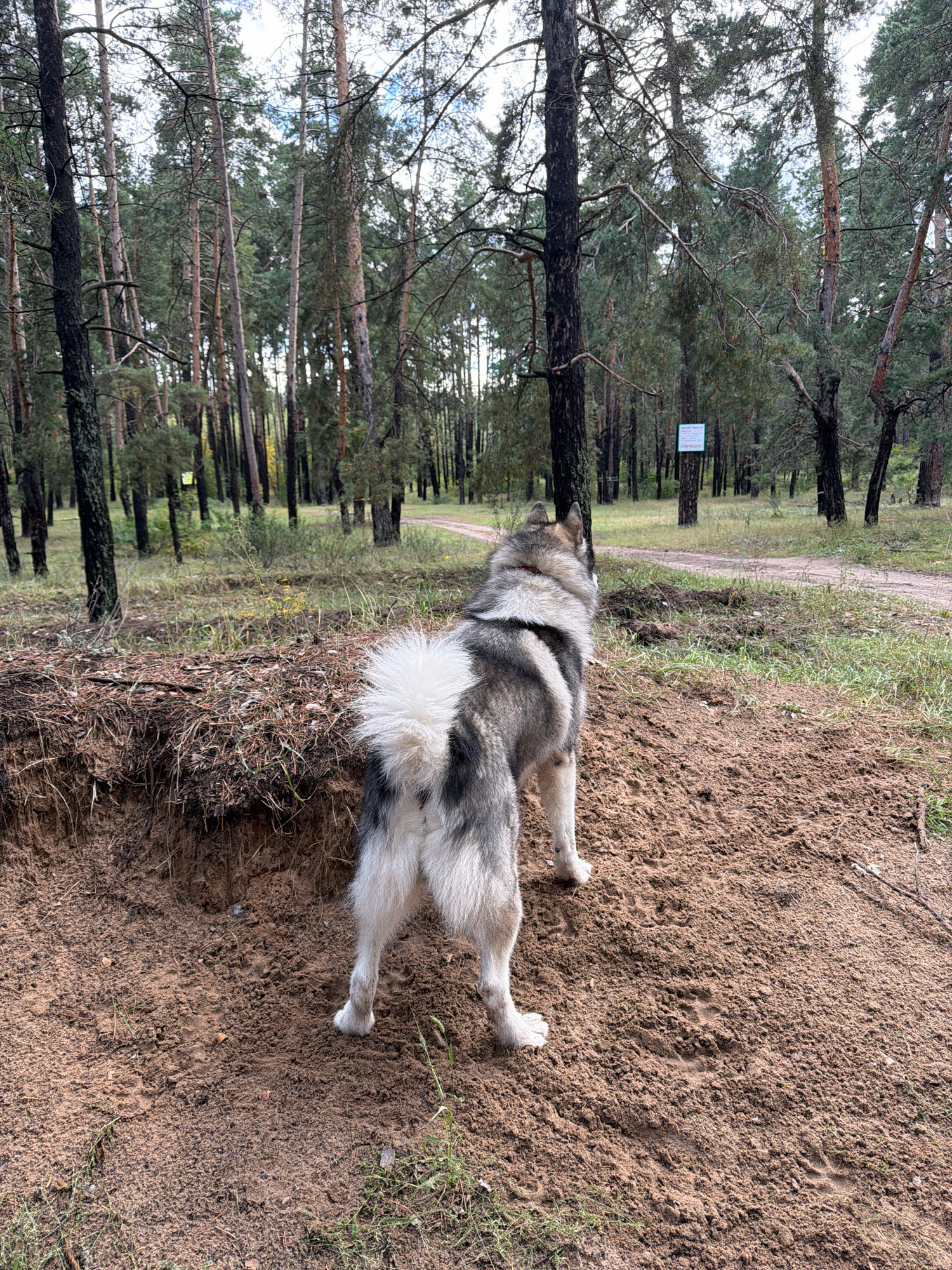 A grey and white husky-type dog stands on a sandy patch of ground in a forest setting. The dog is facing away from the camera, looking towards a dirt path that winds through a stand of tall pine trees. The ground is covered in sand and dry pine needles, with some patches of grass. In the background, there are more trees and a cloudy sky. A small white sign is visible on a tree in the middle ground. The scene appears to be located in a rural or natural area, possibly a park or forest reserve, given the presence of the path and the dense tree cover. The image quality is good, with clear focus on the dog and its immediate surroundings.