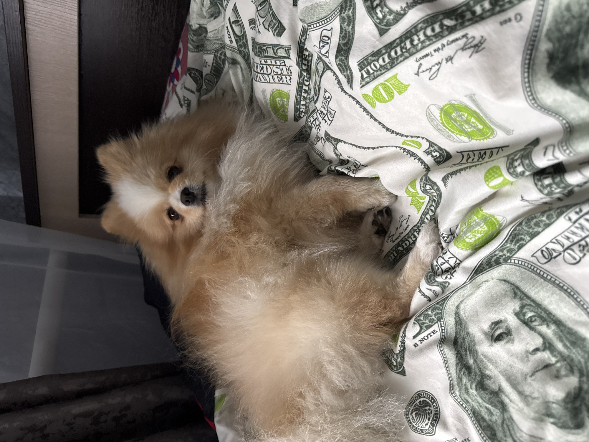 A Pomeranian dog with light brown and white fur is lying on a bed with sheets printed with US $100 bills. The dog is facing the camera, with its head slightly turned to the left. Its eyes are open, and it appears to be looking directly at the viewer. The dog's fur is fluffy, and its tail is visible to the right of its body. The bed appears to be in a dimly lit room, with dark curtains visible in the background. There are no people visible in the image. The scene is indoors, likely in a bedroom. This image does not contain any information about the city of Kursk, Russia.