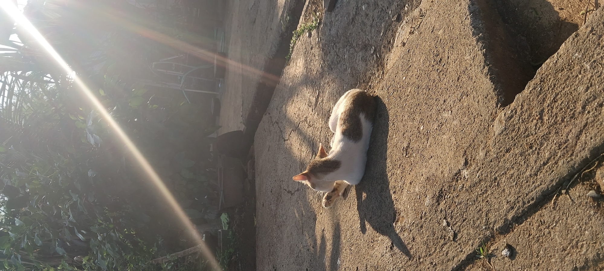 In Keling, Indonesia, a white and brown cat is seen lounging on a concrete surface in what appears to be a yard or outdoor living space. The cat is lying on its side, facing away from the camera, with its right paw tucked beneath it. Sunlight streams in from the upper right, casting a long shadow of the cat on the concrete. Lush green foliage frames the background, suggesting a tropical or subtropical environment. There are no people present in the image. The scene is peaceful and ordinary, capturing a moment of a domestic animal enjoying the outdoors.
