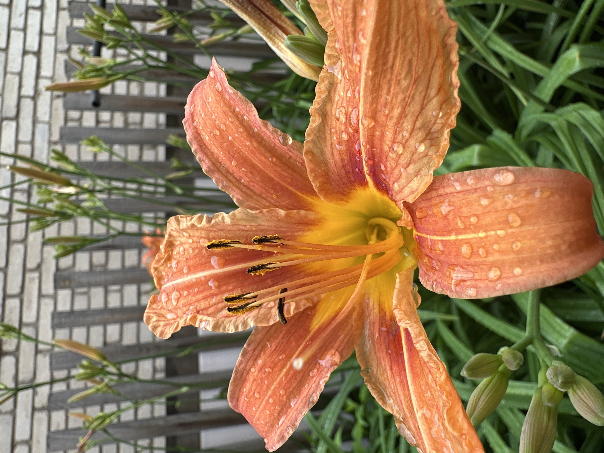 This is a close-up, eye-level, outdoor shot of an orange daylily in bloom. The flower is covered in numerous small water droplets, indicating recent rain or dew. The petals are vibrantly colored with streaks of darker orange and yellow at the center. The flower's stamens are visible, tipped with dark anthers. In the background, a wooden fence made of vertical planks is visible, weathered and gray, with hints of a brick wall behind it. Green foliage and unopened flower buds are also present in the background, contributing to a garden setting. The image quality is sharp, focusing on the intricate details of the flower. The lighting is natural, suggesting an overcast or early morning/late evening scene. The location is specified as the city of Orsk, Russia.