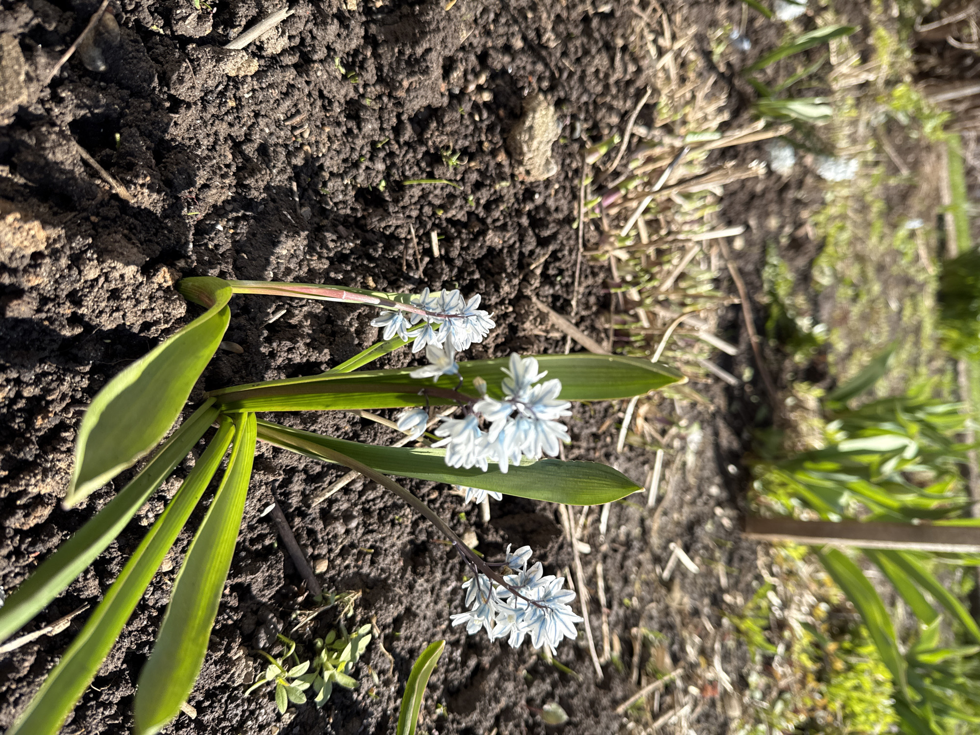 The image shows a plant with long, green leaves and clusters of small, white and blue flowers growing in dark, moist soil. The surrounding area contains dead plant matter and sparse green vegetation. The location is not identifiable as the city of Адам, Russia based on the image alone.