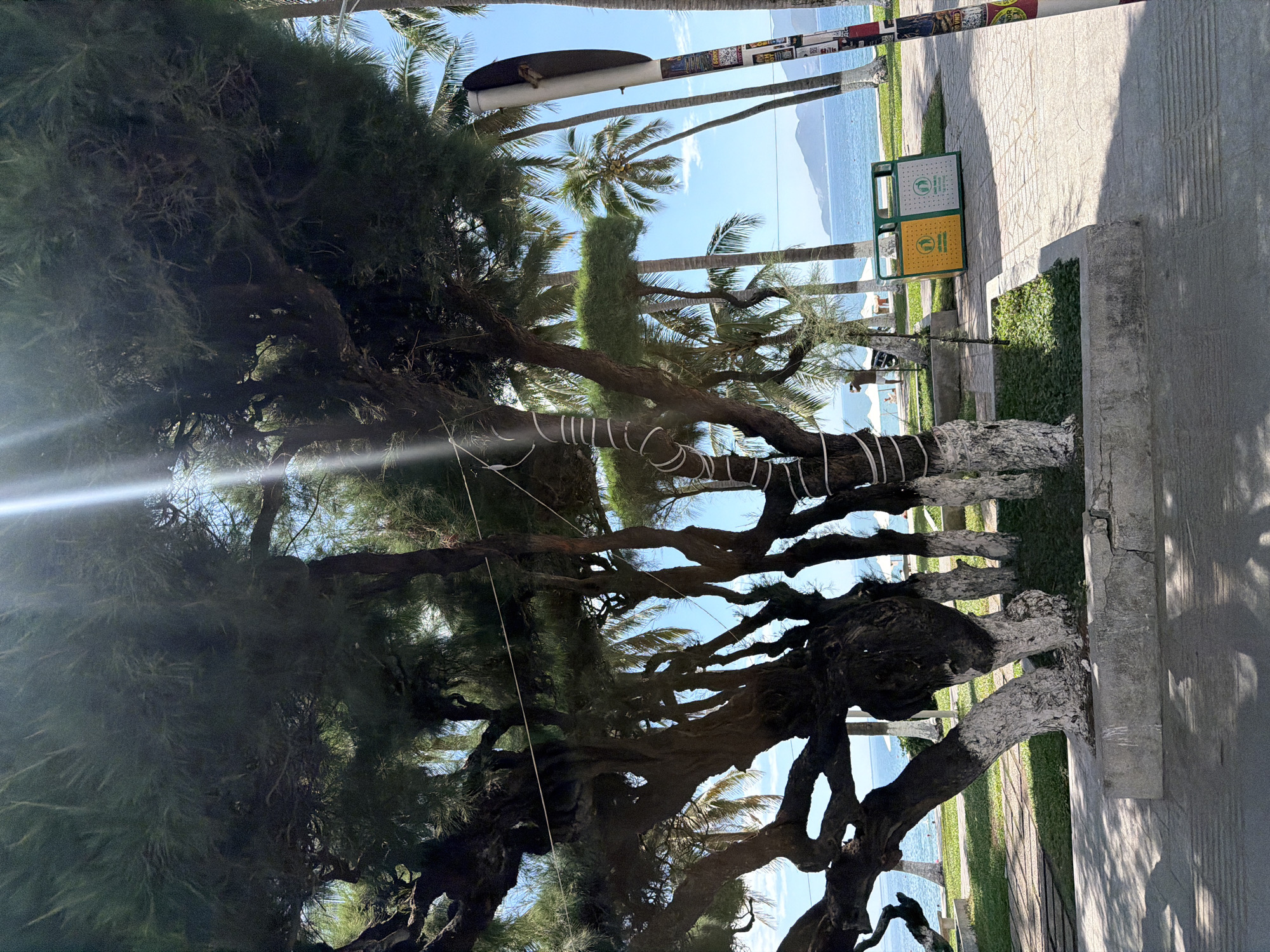 The image depicts a sunny day scene in Nha Trang, Vietnam, likely at a coastal park or promenade. In the foreground, a large, gnarled tree with white-painted lower trunks dominates the view. Its branches are dense with dark green foliage, and a white string is wrapped around one of its trunks. Sunlight streaks through the branches, creating a lens flare effect.
Behind the tree, a paved walkway leads towards a grassy area. Several palm trees are visible, some with coconuts, contributing to the tropical ambiance. In the middle ground, a dual recycling bin with yellow and green compartments stands on the grass. Beyond the greenery, the blue ocean stretches to the horizon, with a distant hazy mountain range visible. A few white beach umbrellas and a person can be seen near the water's edge, suggesting a public beach area. A signpost with stickers is present on the right side of the frame. The overall scene conveys a relaxed, seaside atmosphere.