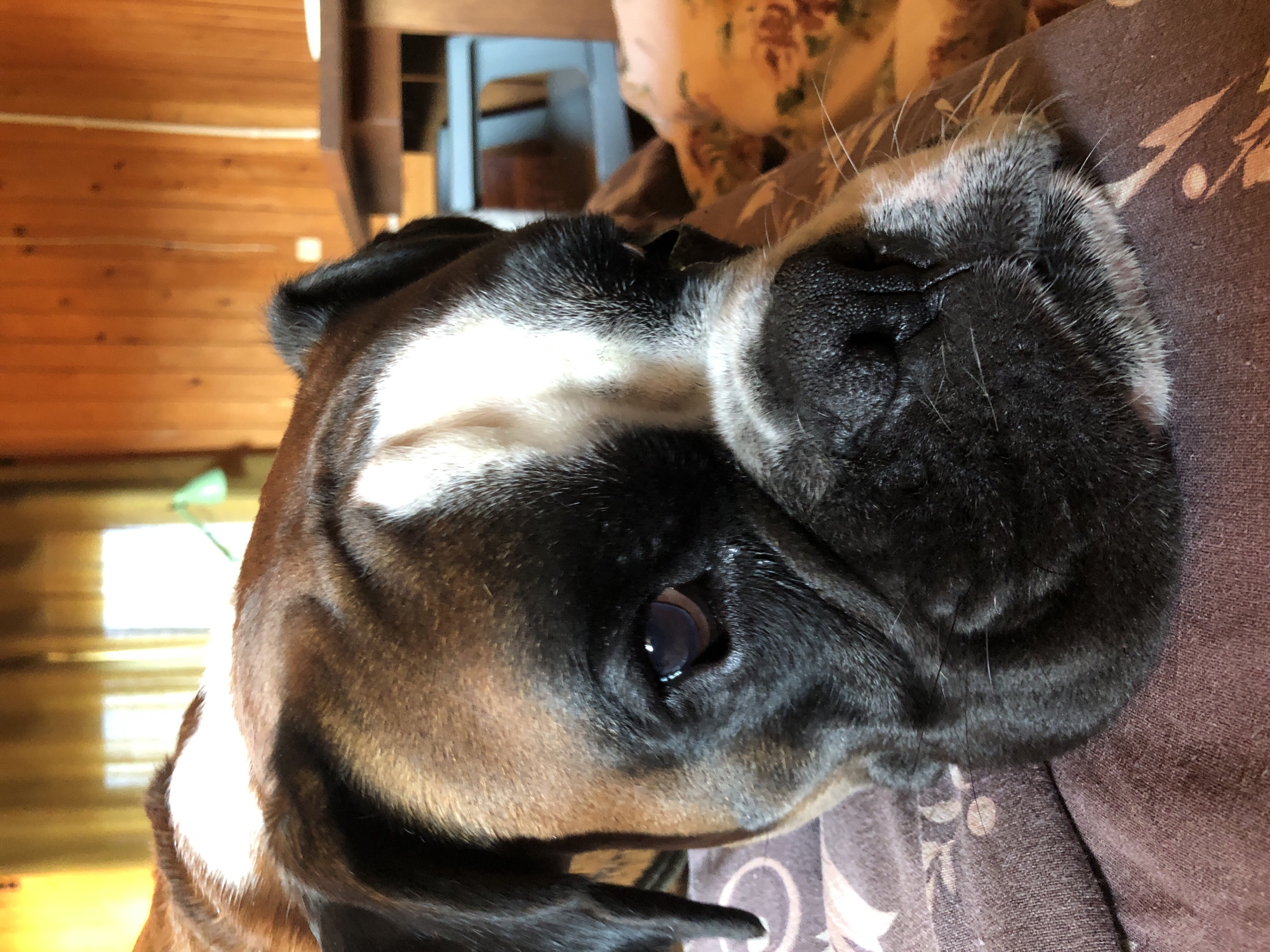 The image shows a close-up of a boxer dog's face as it rests on a person's lap. The dog has brown and white markings. The background appears to be an indoor setting with wooden walls and a window with yellow curtains. There is also a table and some furniture visible in the background. The dog's expression is calm and relaxed. There is no visible indication of the dog's location in the city of Романово, Russia.