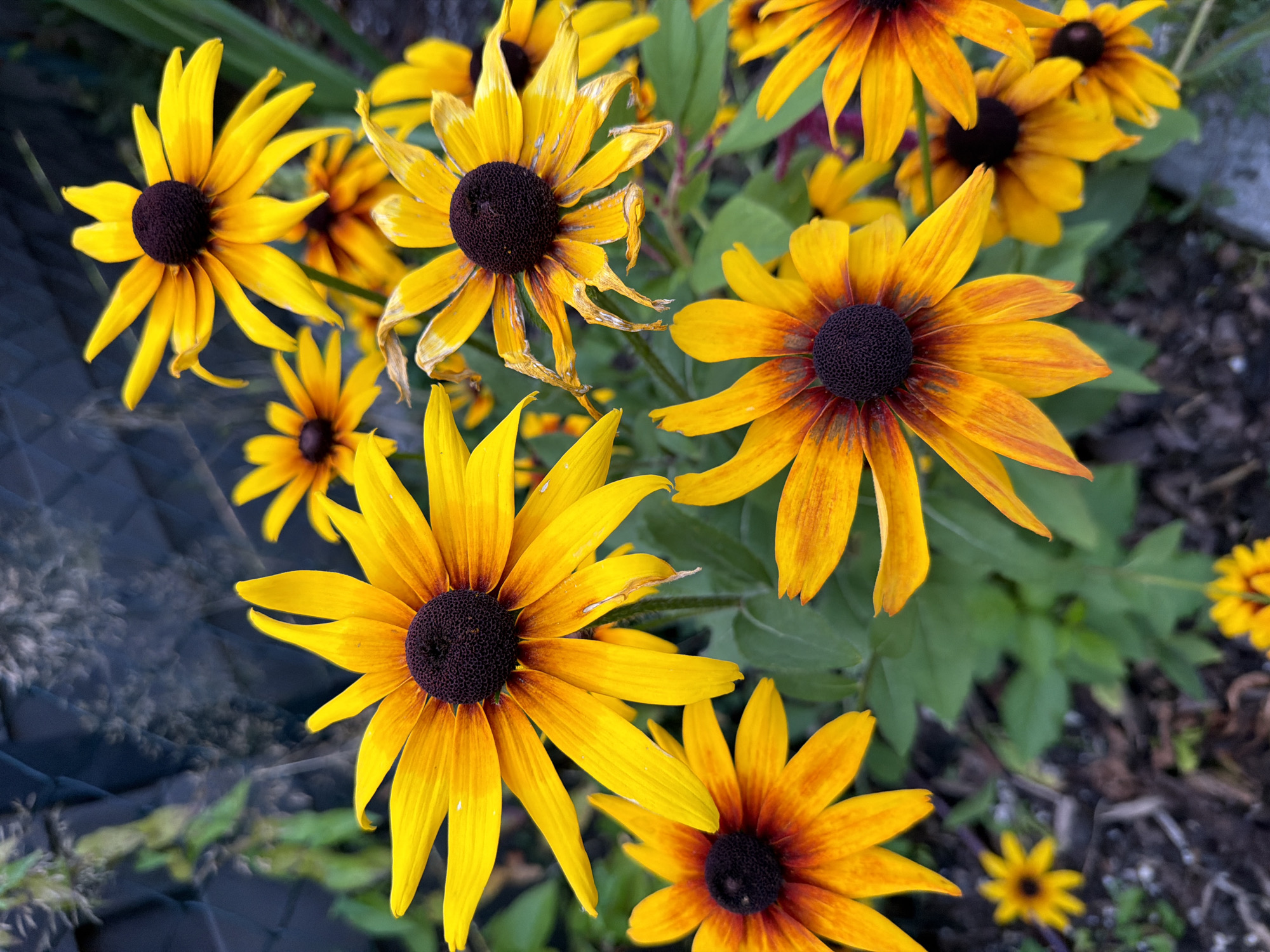 A close-up, overhead view captures a cluster of Black-Eyed Susans in full bloom. The flowers exhibit vibrant yellow petals that transition to orange or reddish-brown near their dark, textured centers. Some petals are slightly curled or show signs of wilting. The background is a mix of dark green foliage, dark soil, and a dark fence or wall. The overall impression is a naturalistic garden setting, typical of a residential area or park in Bayreuth, Germany. There are no people or animals present in the scene.