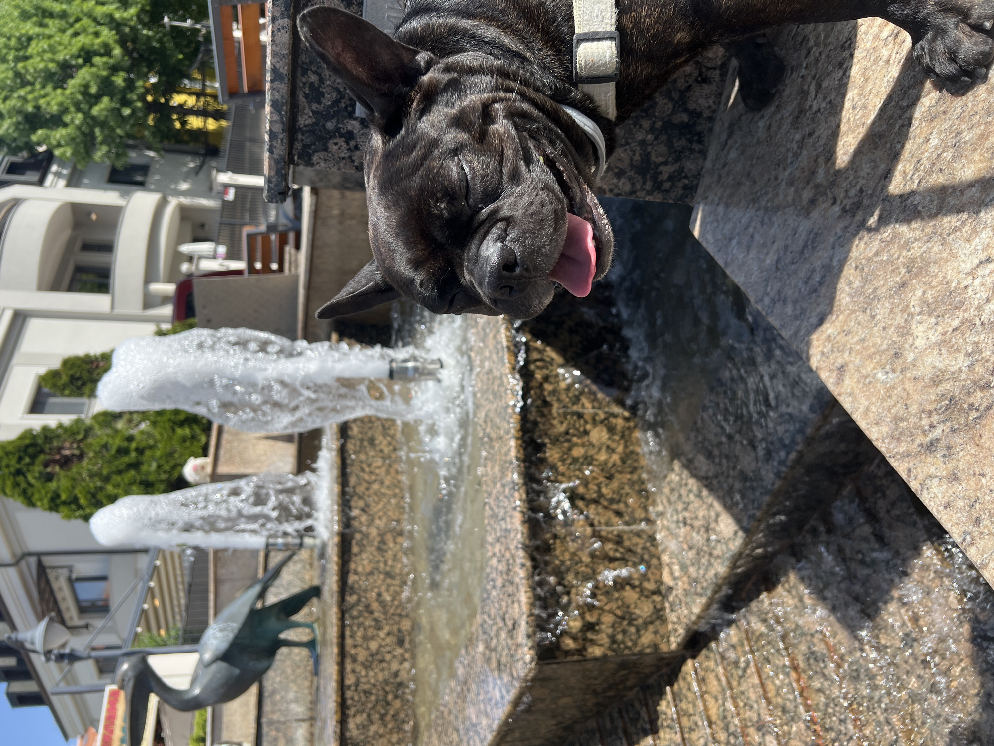 A brindle French Bulldog is leaning over a granite fountain, lapping water with its tongue extended. The fountain features multiple water spouts and a metal heron sculpture. The location is a city park in Burgas, Bulgaria. Buildings and greenery are visible in the background. The scene is in daylight.