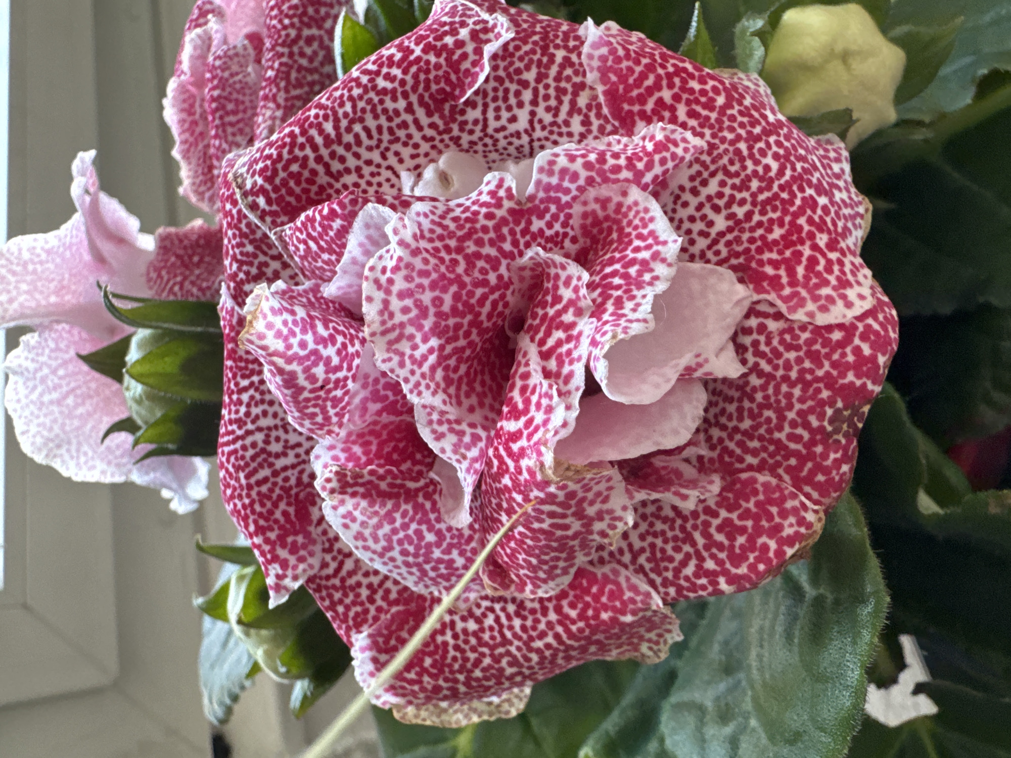 A close-up, portrait-oriented, indoor photograph shows a pink and white spotted flower, likely a Gloxinia, with ruffled petals. The flower is the primary subject, taking up the majority of the frame. Its petals are a vibrant pink with numerous small, dense white spots, and the edges of the petals appear slightly ruffled and delicate. In the background, hints of lighter pink flowers and green foliage are visible. The lighting suggests it is near a window, with soft natural light illuminating the bloom. The scene is static and lacks any human presence or discernible activity. The photograph appears to have been taken in a residential setting, possibly on a windowsill. The exact location in the city of Porrentruy, Switzerland, is not identifiable from the image alone.