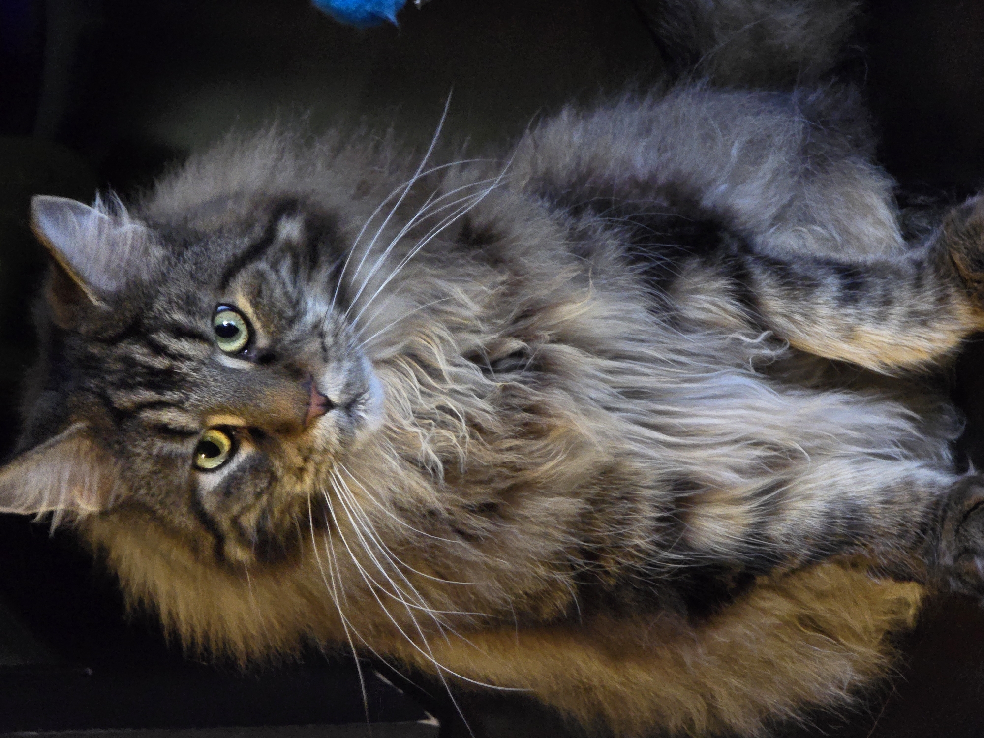 A close-up, head-on, medium shot captures a fluffy, grey tabby Maine Coon cat sitting indoors, looking directly at the camera. The cat has prominent green eyes and long white whiskers. Its fur is a mix of grey, brown, and black stripes, with a very thick mane around its neck and chest. The background is dark and out of focus, suggesting an indoor setting, possibly a home environment in Krasnoyarsk, Russia, though no specific landmarks or environmental details are visible to confirm this location. The lighting highlights the cat's face and fur, creating a soft, warm glow. There are no people, actions, or interactions depicted in the image.