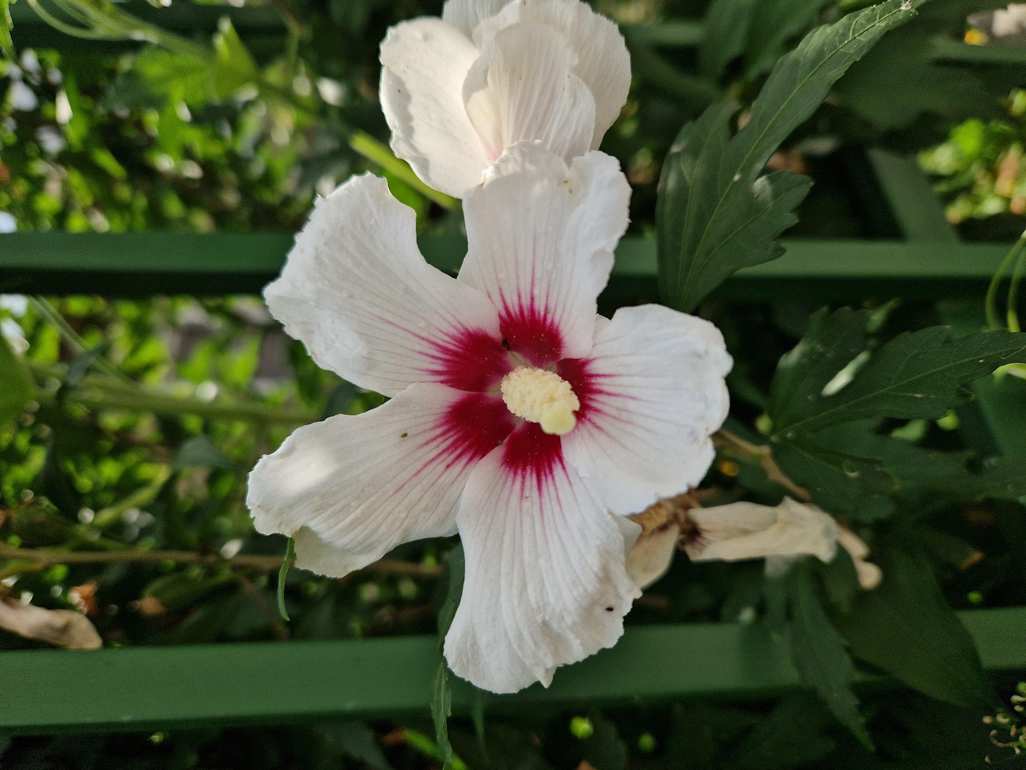 A close-up, eye-level, outdoor shot focuses on a white hibiscus flower with a deep red center. The flower's petals are delicate and slightly ruffled, with fine red veins radiating from the core. In the center, a pale yellow stamen is visible. Behind the prominent flower, another hibiscus bloom is partially visible, appearing slightly out of focus. The background consists of lush green foliage and a green metal fence. The scene is located in Lovech, Bulgaria.