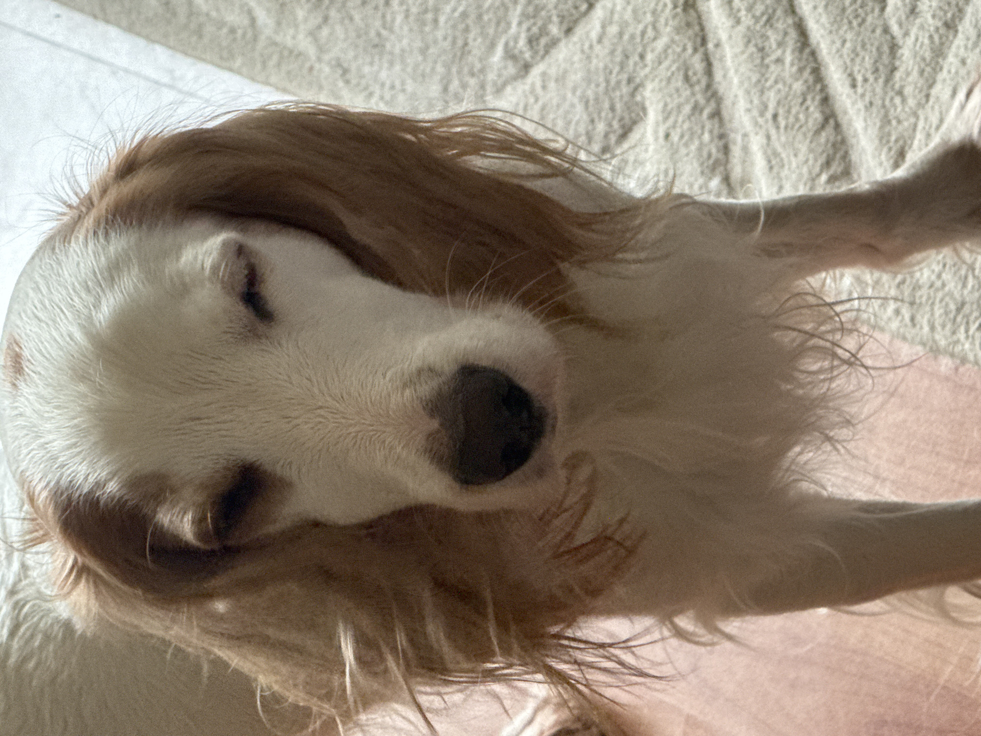 A close-up, head-on shot captures a white and tan dog with its eyes mostly closed, appearing to be resting or sleepy. The dog's fur is long and wavy, particularly around its ears and face. A dark, heart-shaped nose is visible, along with hints of whiskers. The dog is positioned on a textured surface that resembles a beige carpet or rug, with a pinkish surface visible in the lower left corner, possibly a mat or floor. The background is out of focus, with a soft, neutral color palette. The lighting suggests an indoor environment, possibly a home, with a natural, diffused light source. There are no people or other animals visible in the frame. No specific location in Moscow, Russia, can be identified from the image.