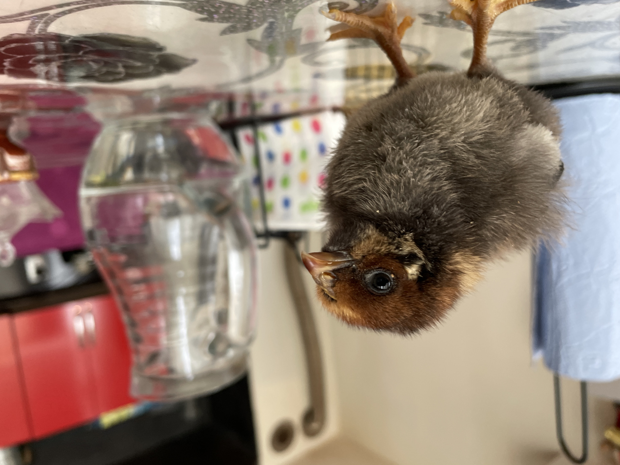 This close-up image captures a young, fluffy chick against a blurred indoor background. The chick is presented in a somewhat disorienting orientation, with its scaly, yellow-orange feet visible towards the top of the frame, suggesting it might be on or looking through a clear surface like a glass table. Its body is predominantly covered in dark brown-grey downy feathers, while its head and face are a warm rust-brown. A bright, round black eye is sharply focused, and its small, pointed yellowish-brown beak is slightly open. The chick appears alert and curious, looking directly towards the viewer.
The setting is an indoor, domestic environment, likely a kitchen or utility area. To the left of the chick, a clear glass measuring cup or pitcher, containing some liquid and reflecting light, is visible. Behind it, out-of-focus red cabinets or drawers can be discerned. Further back, a soft, blurred fabric or paper with colorful polka dots (red, yellow, green, blue) adds a pop of color to the background. To the right of the chick, a light blue paper towel roll hangs. The surface the chick is on or looking through is reflective, showing subtle patterns and reflections.
The overall activity is simply the chick observing its surroundings. The lighting is soft and diffused, indicating an indoor setting without direct sunlight. There are no people visible, and no discernible text appears in the frame. The location context provided is Zlatograd, Bulgaria, though no specific visual cues in the image confirm this.