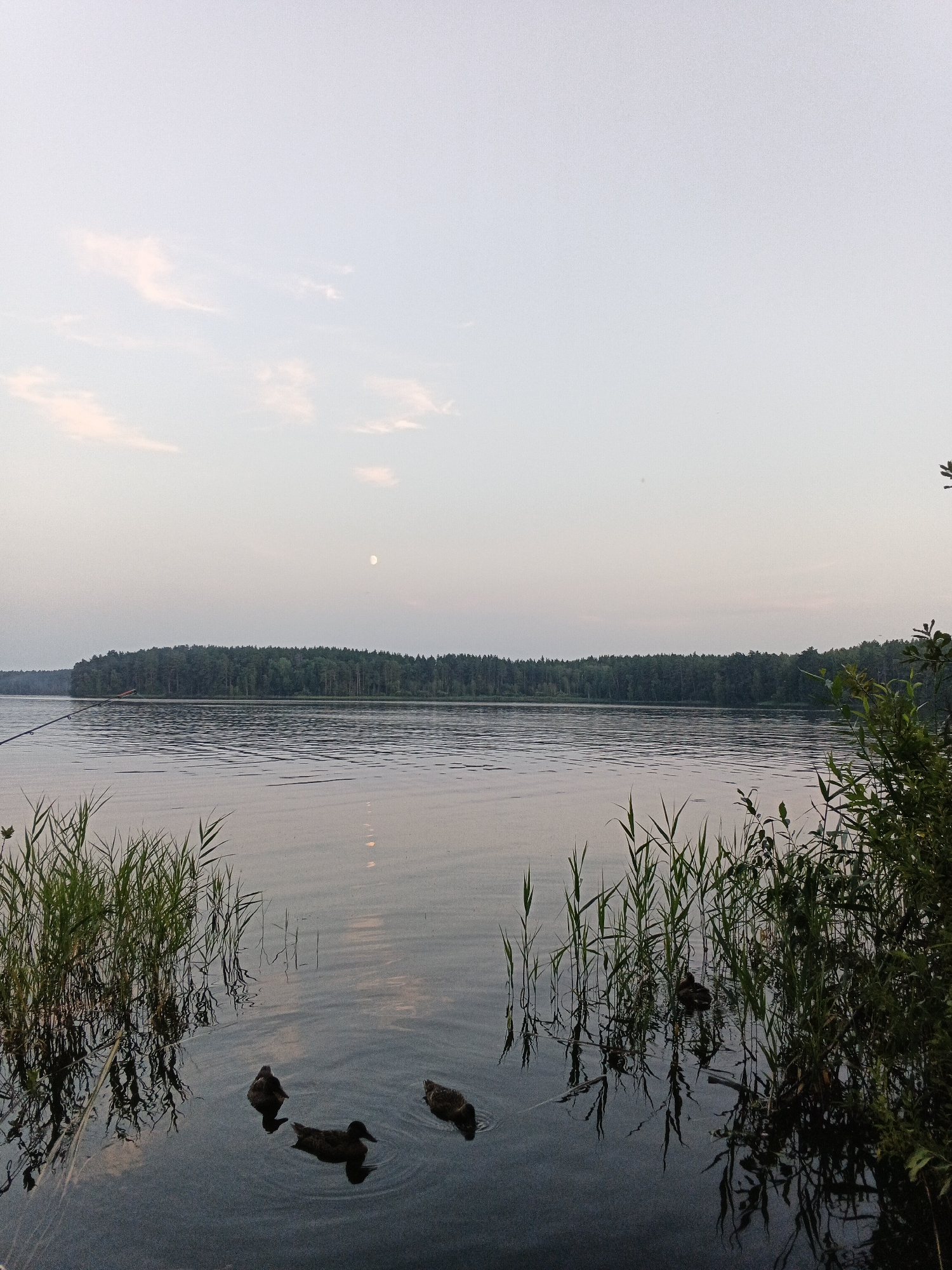 The image depicts a tranquil lake scene in Sarafanovo, Russia. The sky is a soft gradient of pale blue and white, with a faint, crescent moon visible. A dense, dark green forest lines the horizon across the water, suggesting a natural, undeveloped area. In the foreground, several ducks are swimming on the calm, reflective surface of the lake. Tall, green reeds and other vegetation grow along the water's edge, adding to the natural ambiance. A fishing rod can be seen extending into the water from the left side of the frame. The overall impression is one of peaceful solitude and natural beauty.