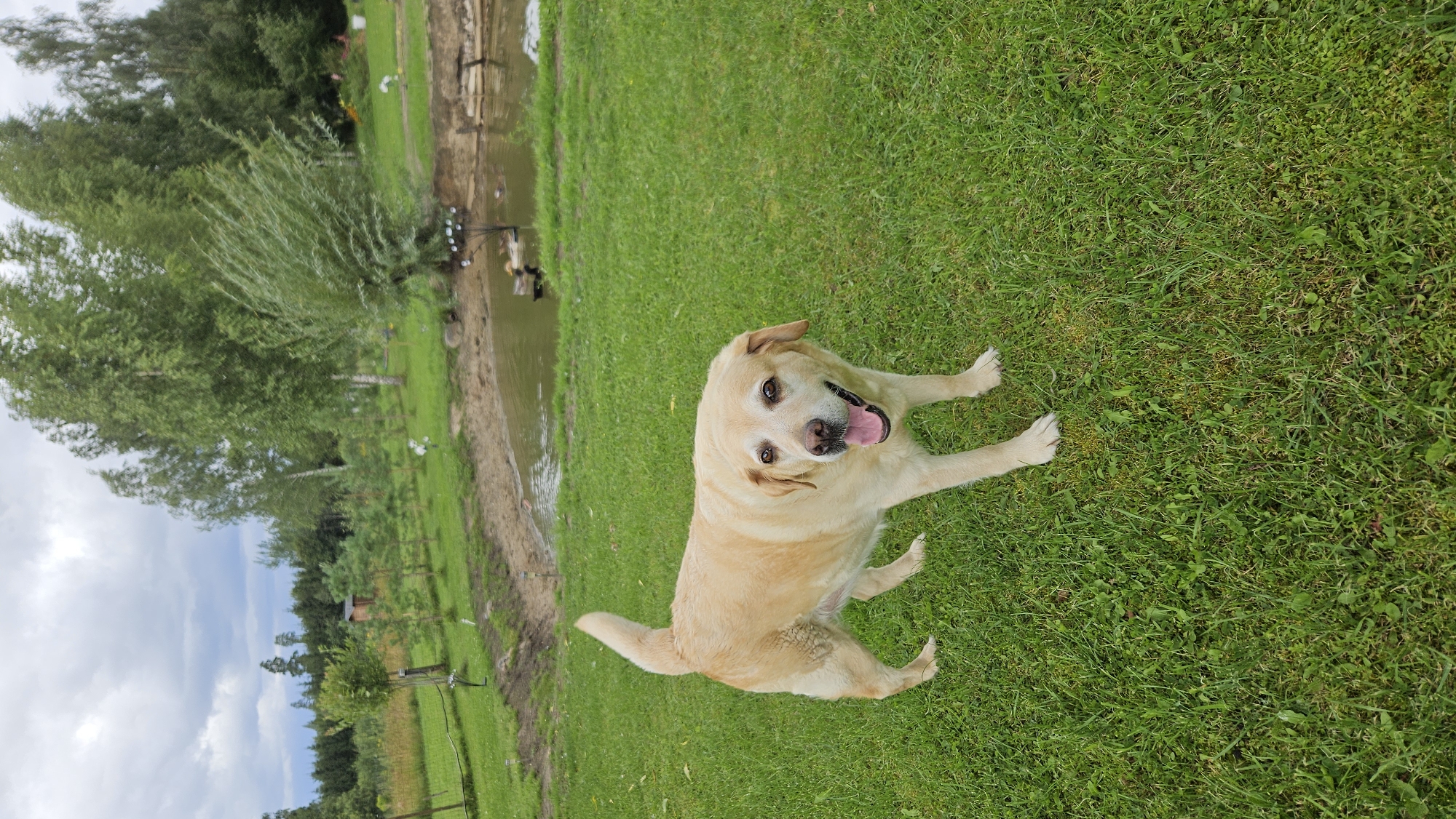 A light-colored Labrador Retriever stands in a grassy yard in Kākciems, Latvia, with its mouth open and tongue hanging out. The dog is facing forward and looking at the camera. In the background, there is a pond with several ducks swimming in it. The yard is surrounded by trees and a cloudy sky. The scene appears to be a natural, outdoor setting.