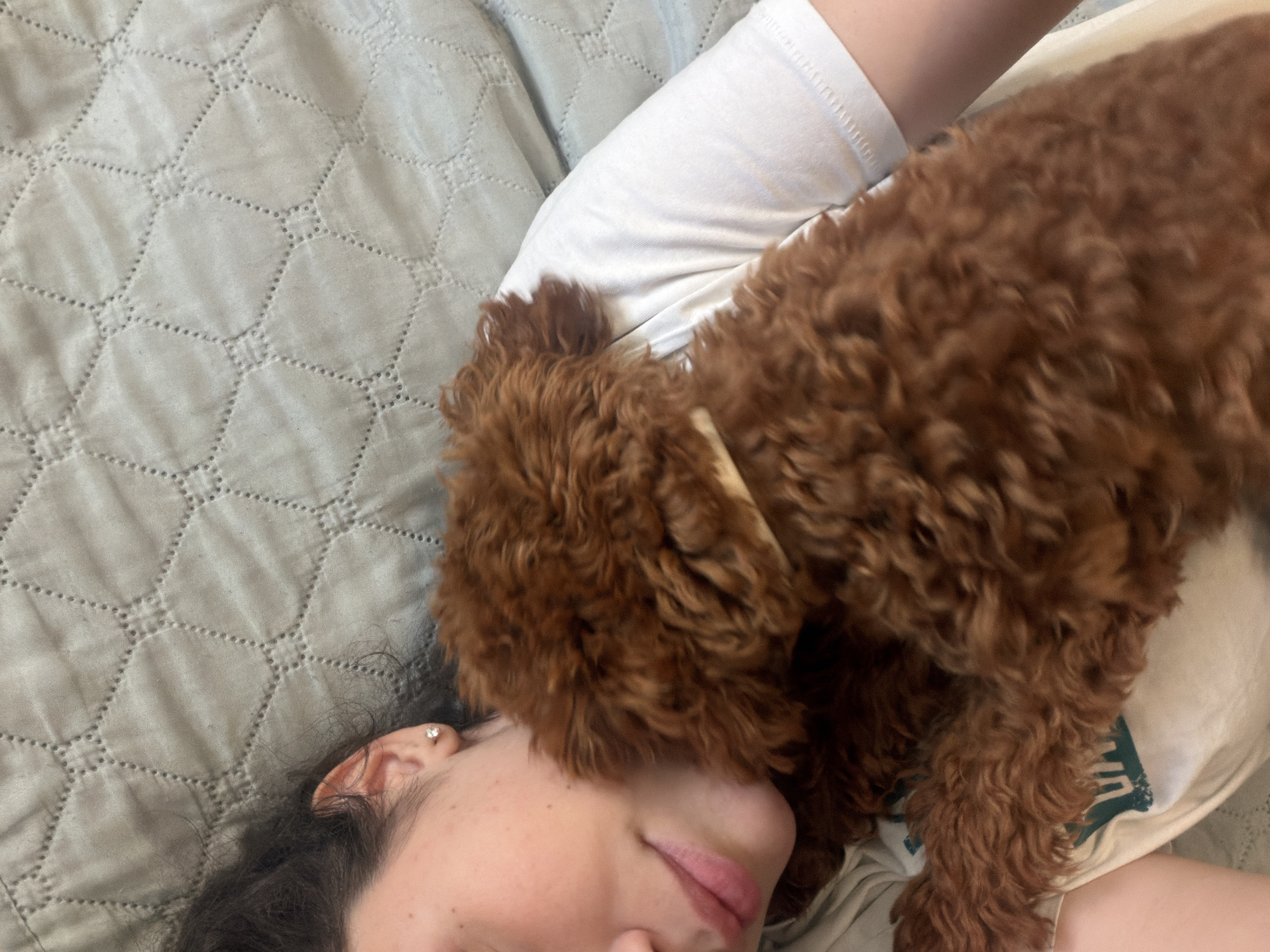 A close-up, high-angle shot shows a person and a small brown dog cuddling on a quilted gray surface. The person's left side is visible, with their face resting on their left arm, eyes closed, and a faint smile. They are wearing a white t-shirt. The dog, a poodle mix, is nestled against the person's chest and neck. The background is a gray quilted blanket with a diamond pattern. The scene suggests a moment of comfort and companionship. There is no information about the location in Sofia, Bulgaria.