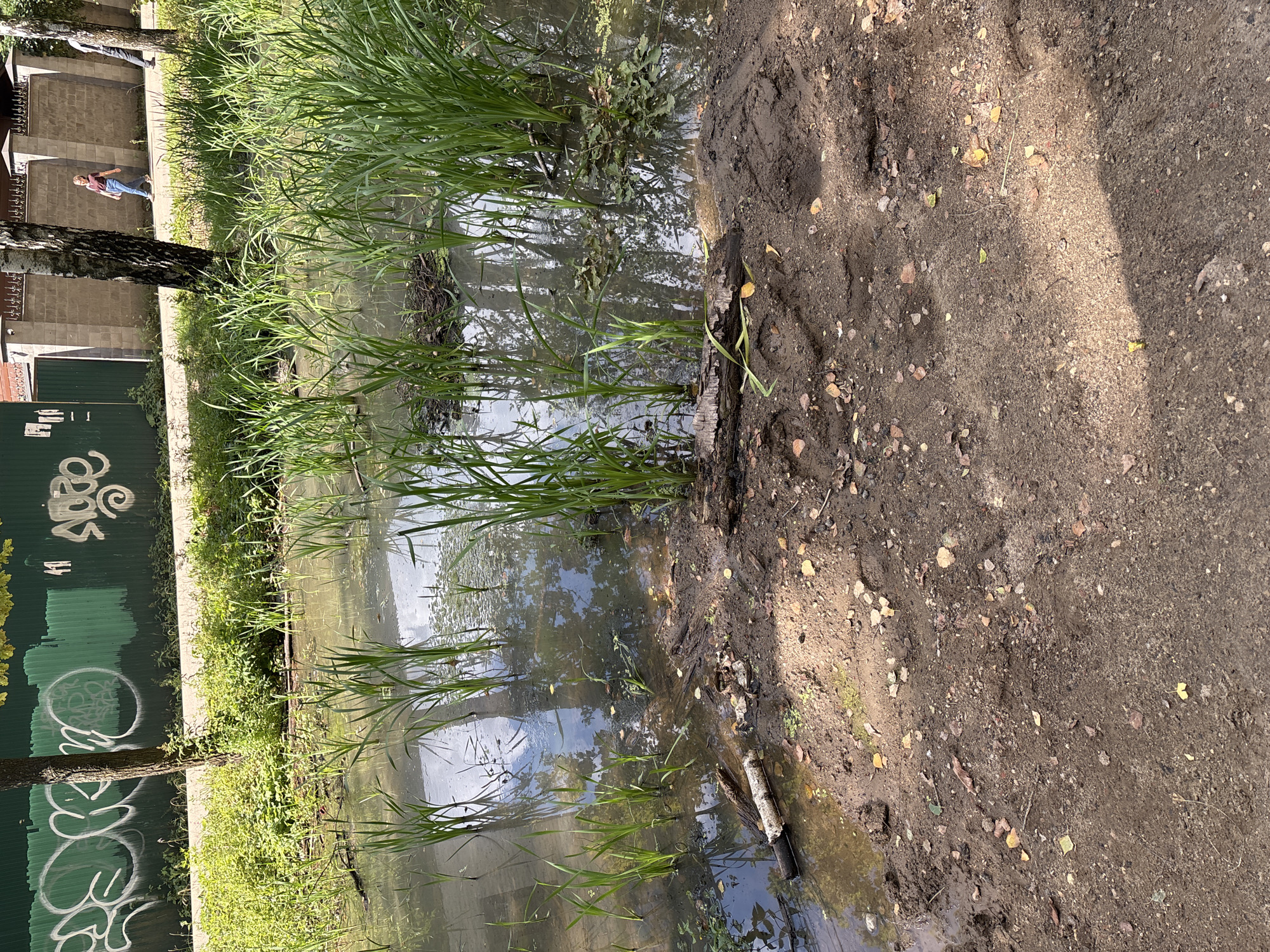 The image depicts an overgrown, partially flooded area with tall green reeds growing in murky water. The ground in the foreground is composed of dark, damp soil with scattered leaves and small stones. Several pieces of driftwood and debris are visible in the water and on the muddy bank. In the background, a green metal fence with white graffiti runs along a paved path. Beyond the fence, a brick wall and a building are partially visible. Two individuals are walking on the paved path in the background; one is a person wearing a dark t-shirt and blue jeans, and the other is partially visible from the back, wearing dark pants and a white shirt. The scene appears to be an outdoor, possibly urban, environment. This location is identified as Trekhgorka, Russia.