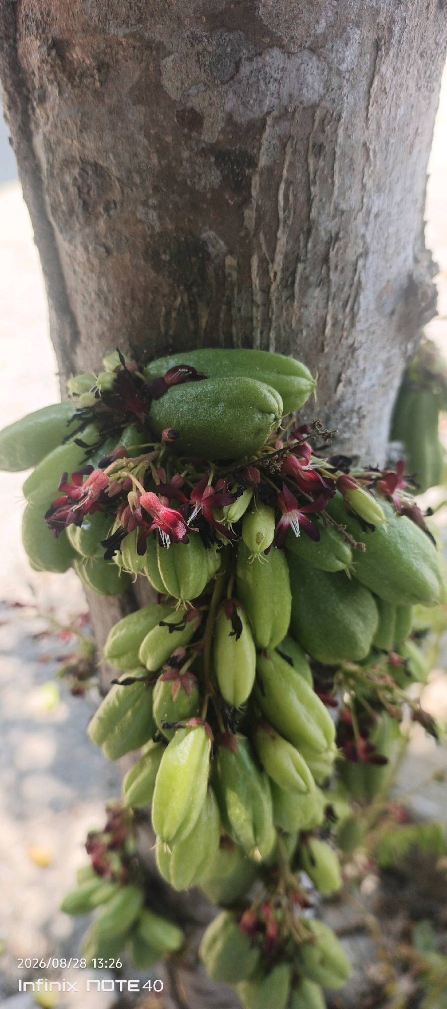 In the city of Sidodadi, Indonesia, a close-up shot captures a cluster of starfruit, also known as averrhoa bilimbi, growing on a tree trunk. The fruit, elongated and green, hangs in abundance, interspersed with delicate, dark red flowers and their stamen. The textured bark of the tree serves as a natural backdrop, its rough surface contrasting with the smooth skin of the fruit. The lighting suggests an outdoor setting, possibly during daytime, with a slightly blurred background indicating shallow depth of field. The image also contains a timestamp and device information at the bottom left corner, indicating it was taken on 2026/08/28 at 13:26 on an Infinix NOTE 40.