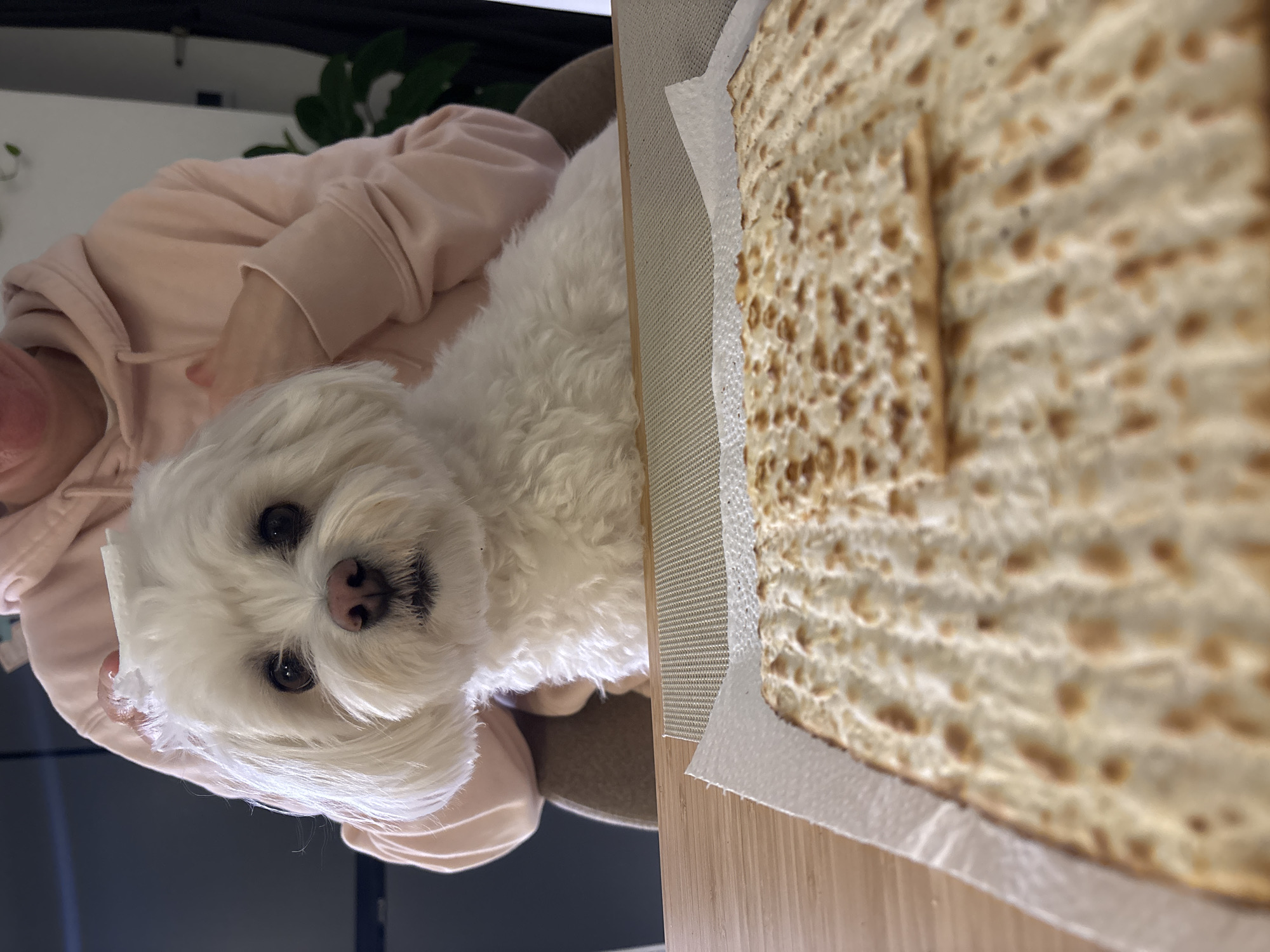 A small, white Maltese dog with a pink nose is positioned beside a stack of matzah bread on a table or countertop. The matzah rests on a piece of white paper. A person wearing a light pink hoodie is partially visible to the left of the dog. The setting suggests an indoor environment. The location, Bat Yam, Israel, is mentioned without visual corroboration from the image.