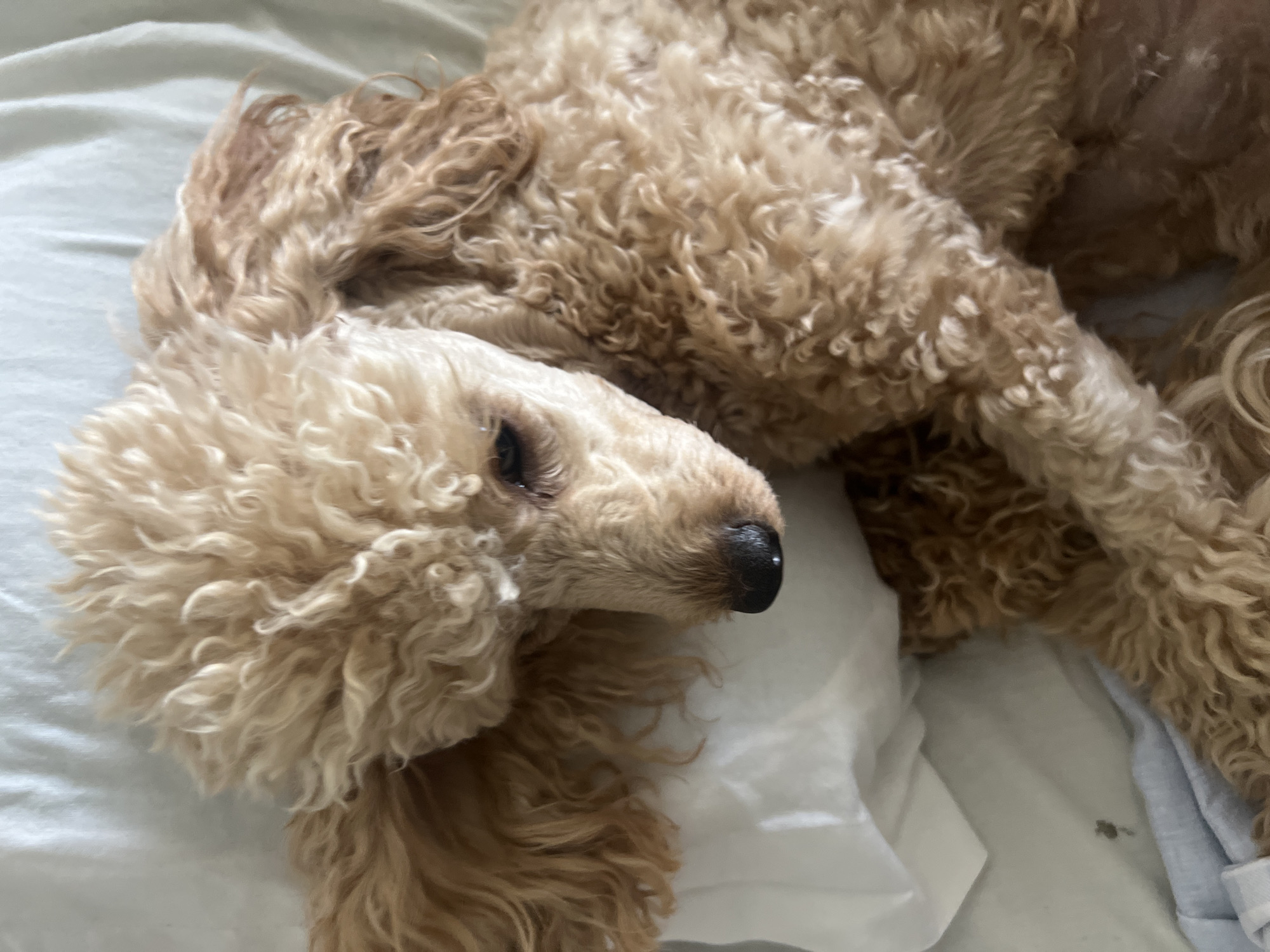 A close-up, high-angle shot shows a light brown poodle lying on a white sheet, its head resting on a white pillow. The dog's eyes are closed, and its fur is curly and fluffy. The background is out of focus, but appears to be a bed. There are no indications of the location in Kharkiv, Ukraine.