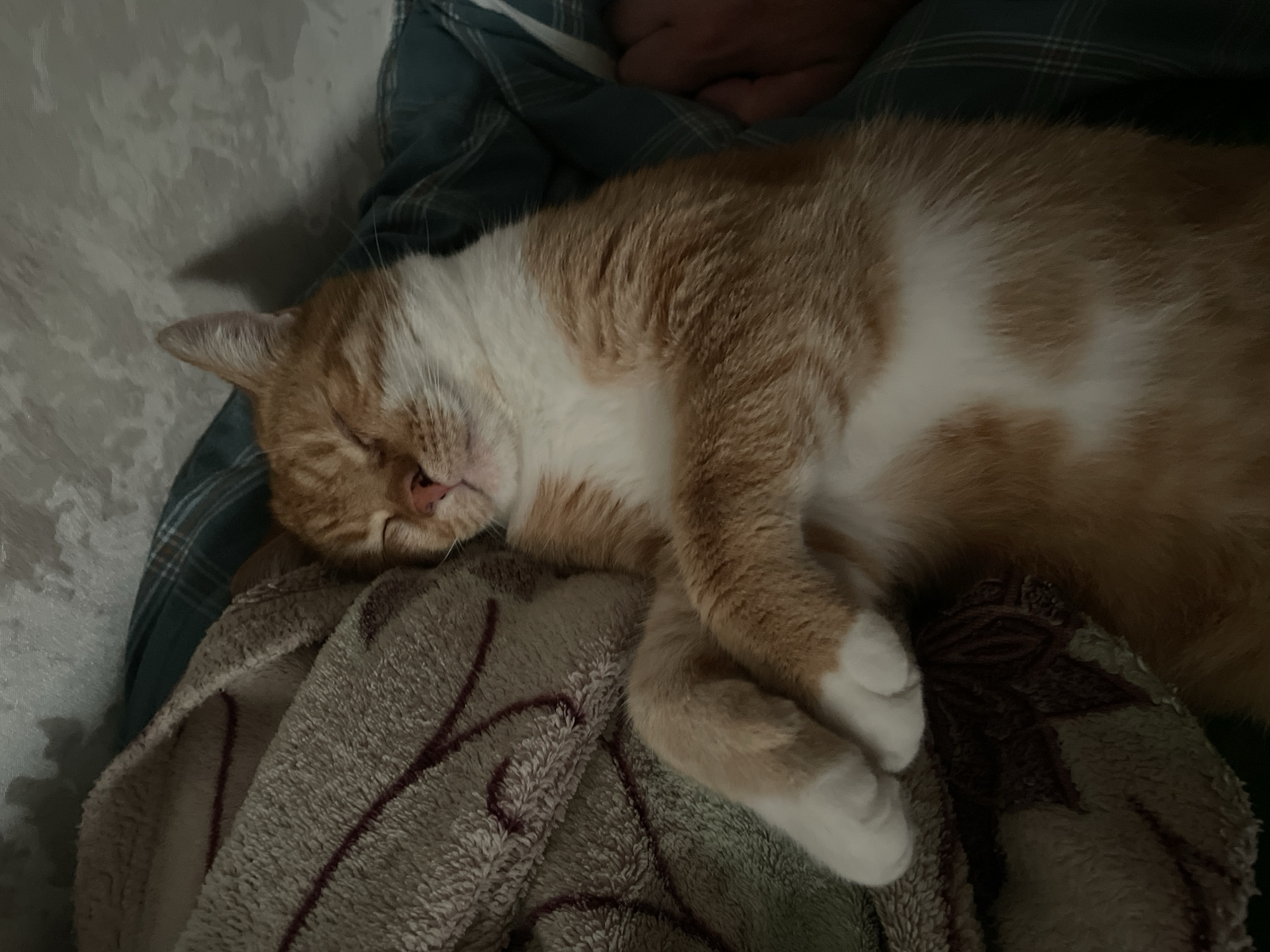 An orange and white cat is asleep on a patterned blanket. A portion of a green and grey plaid blanket is visible in the background. There is no evidence to suggest the location is Krasnodar, Russia.