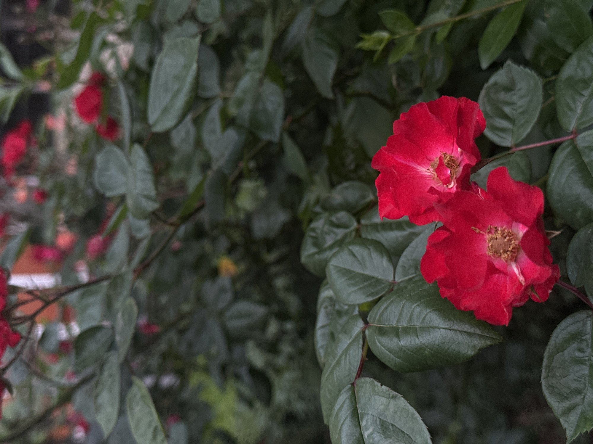 A close-up, nature photograph showcases two vibrant red roses set against a rich backdrop of dark green foliage. The two main blossoms are positioned on the right side of the frame, in sharp focus. Their petals are a deep, intense red, and the centers reveal textured, light brown stamens.
The roses are surrounded by lush, healthy green leaves of varying sizes, some displaying subtle veining. The left side and background of the image are softly blurred, featuring out-of-focus hints of additional red flowers and more green leaves, suggesting a dense rose bush or garden environment.
The lighting is soft and natural, indicating a clear daytime setting, likely early morning or late afternoon, as there are no harsh shadows. This gentle light accentuates the vivid red of the flowers while maintaining the depth and texture of the green leaves. The scene evokes a sense of natural beauty and tranquility. No people or visible text are present. The setting is an outdoor garden or natural space, located in Sofia, Bulgaria.