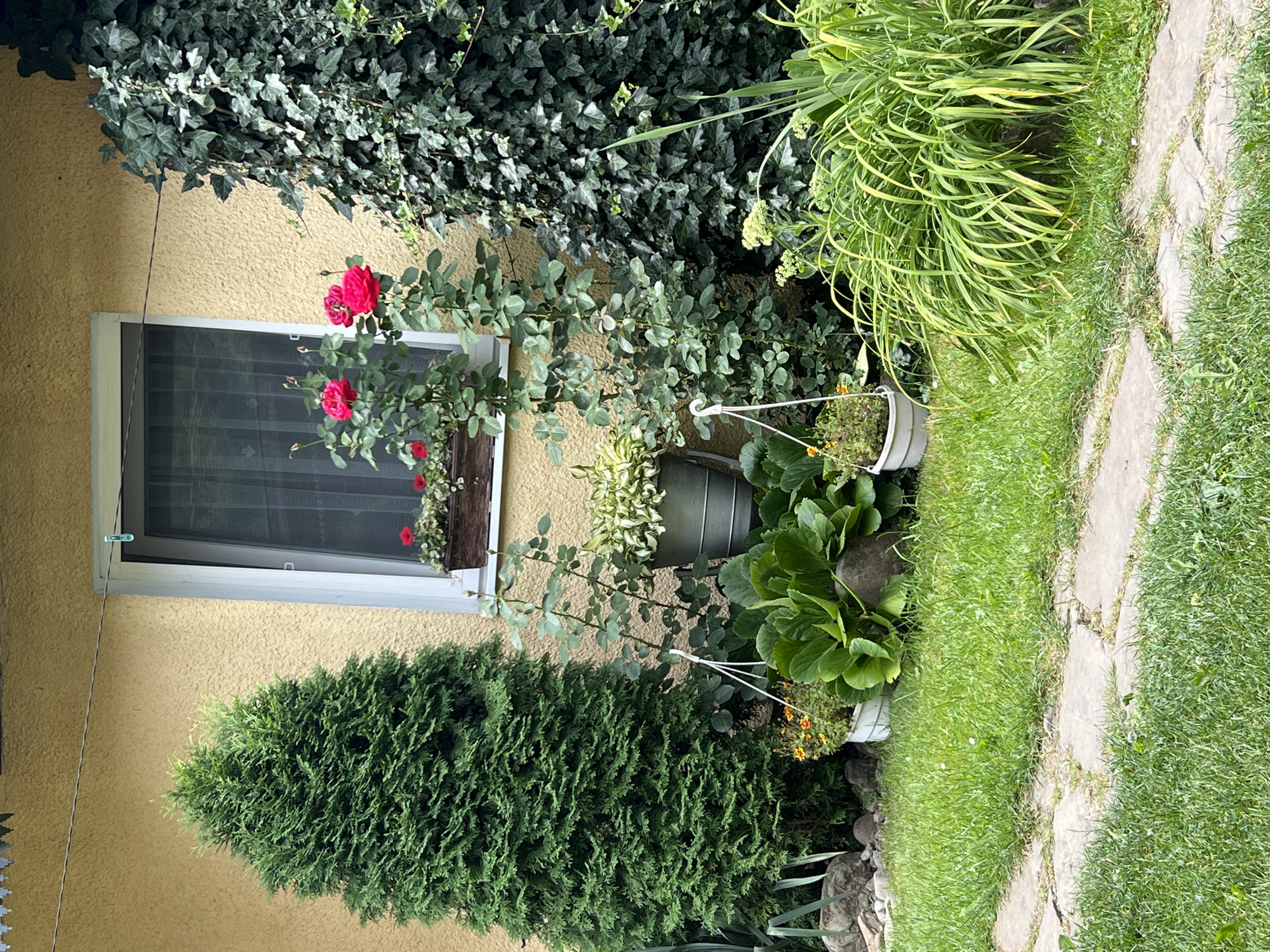 The image shows a section of a garden on a building's exterior wall. The wall is yellow and textured. There is a white-framed window with sheer curtains. To the left of the window is a tall, conical evergreen tree. To the right of the window, an ivy plant covers the wall. In front of the window, there are rose bushes with red blooms. In the foreground, there is a stone pathway with grass on either side. Various potted plants and larger leafy plants are situated in the garden area. The scene appears to be outdoors in daylight. The location is identified as Yaremche, Ukraine. There are no people visible in the image.