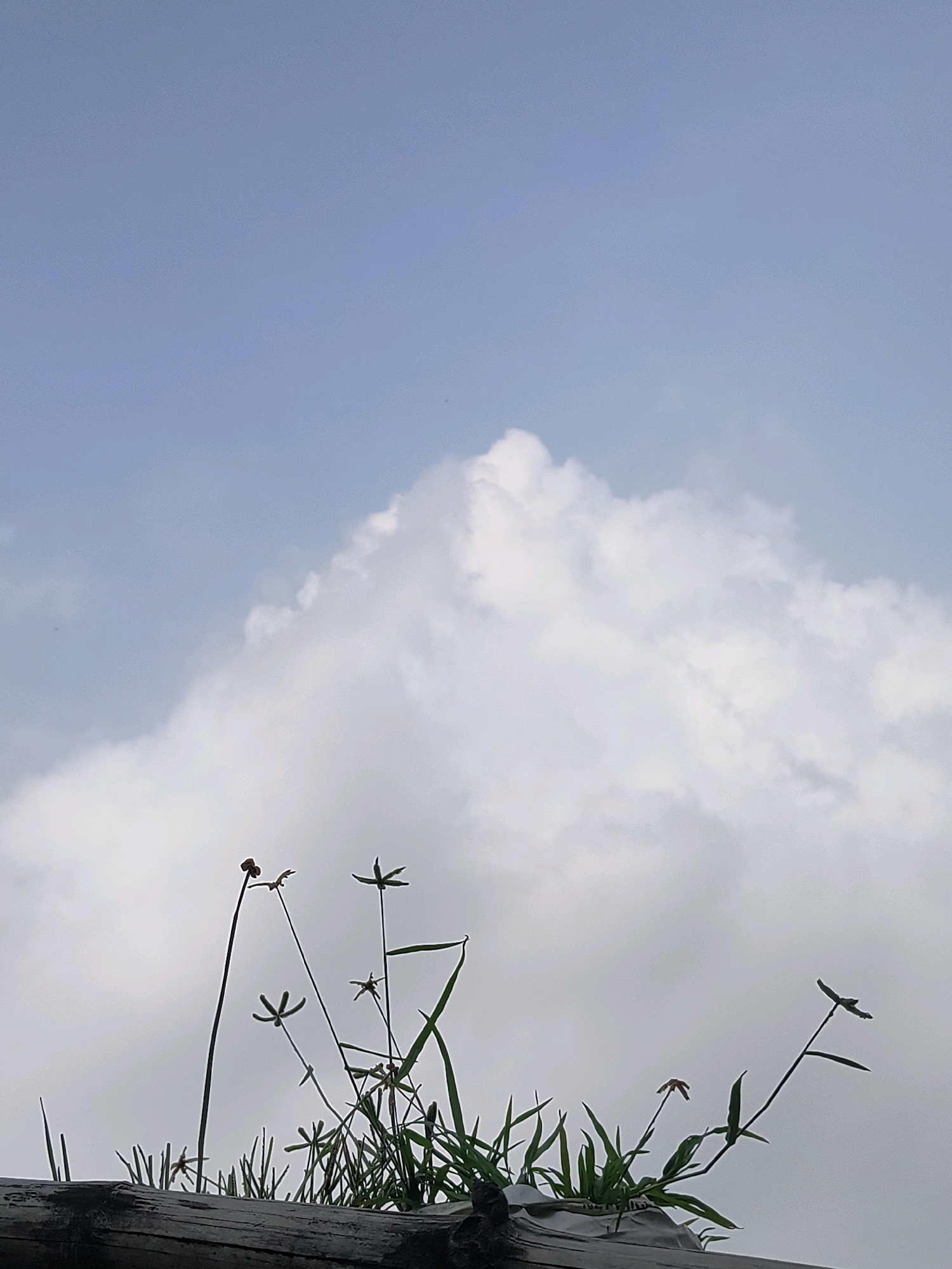 In Beldanga, India, a low-angle shot captures a natural scene under a bright sky. The foreground is dominated by a rough, horizontal wooden beam, possibly part of a fence or railing. Above the beam, a cluster of thin, green grass and small plants rises. Some of these plants have delicate, star-shaped flower heads, and one stalk towards the left has a small, reddish-brown bud.
The background is a vast expanse of sky, transitioning from a pale blue at the top to a softer, overcast white as it nears the horizon. A large, puffy white cloud formation, characteristic of cumulus clouds, dominates the middle ground, its bright white contrasting with the lighter sky. The overall impression is one of serene nature, with the sky and clouds forming a dramatic backdrop to the delicate vegetation.