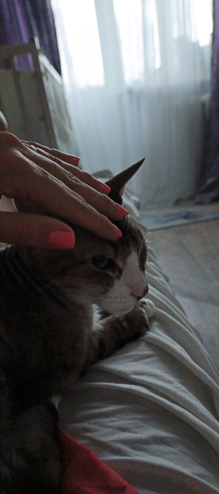 A photograph, likely taken indoors, depicts a person's hand with pink nail polish gently resting on the head of a cat. The cat, a mix of brown and white, is reclining on a white sheet. The backdrop consists of curtains, with a window visible in the distance, suggesting natural light. A chair is visible in the background. The image seems to be taken in the city of Chaikovsky, Russia. The focal point is the interaction between the person and the cat, conveying a sense of affection.