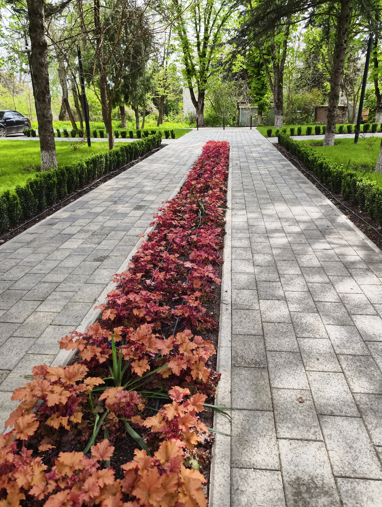 The image displays a well-maintained park or garden pathway in Krasnodar, Russia, seen from a slightly elevated perspective looking down its length. The main subject is a long, straight pathway paved with light grey and darker grey rectangular interlocking tiles, creating a checkered pattern.
Running down the center of the pathway is a prominent, narrow flower bed filled with numerous plants featuring vibrant reddish-orange, lobed leaves, possibly Heuchera (Coral Bells). Some darker red leaves are visible further down the bed, and a few green, spiky plants are interspersed among the orange ones, particularly in the foreground. An irrigation pipe runs along the edge of this central bed.
On either side of the paved path, manicured green hedges form a continuous border, separating the walkway from expansive grassy areas. Beyond the grass, numerous trees with varying trunk sizes and green foliage create a lush backdrop. Some trees appear to be deciduous with fresh spring leaves, while others are evergreen. White paint is visible on the lower trunks of some trees, possibly for aesthetic or protective purposes. Small, black bollard-style lights are regularly spaced along the edges of the pathway within the grassy areas.
In the left background, part of a black car is visible parked near the trees. On a tree trunk closer to the viewer on the left, a security camera is mounted. In the right background, glimpses of structures, possibly buildings or sheds, can be seen through the trees.
The scene depicts a bright daytime setting, suggesting clear or partly cloudy weather, with soft shadows cast on the pathway. No human activity is visible. The overall impression is one of neatness, tranquility, and natural beauty. There is no visible text in the image.