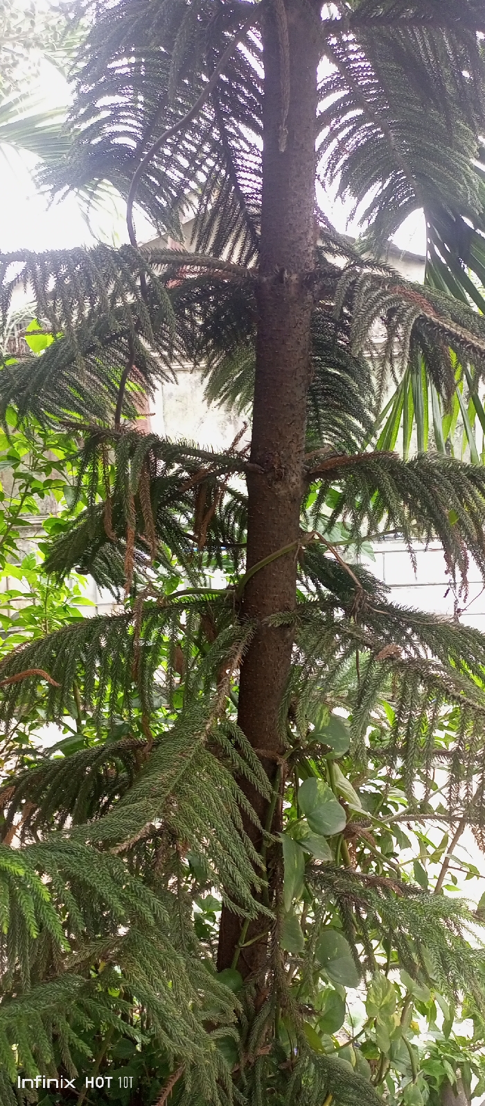 A Norfolk Island pine stands prominently, its thick, textured trunk reaching upwards. Dense, deep green fronds cascade from the trunk in layered tiers, giving it a somewhat conical shape. Patches of other greenery are intermixed among the lower branches. A slender, brown vine coils loosely around the trunk. The background reveals glimpses of white buildings and other leafy plants. A smartphone logo is visible at the bottom.