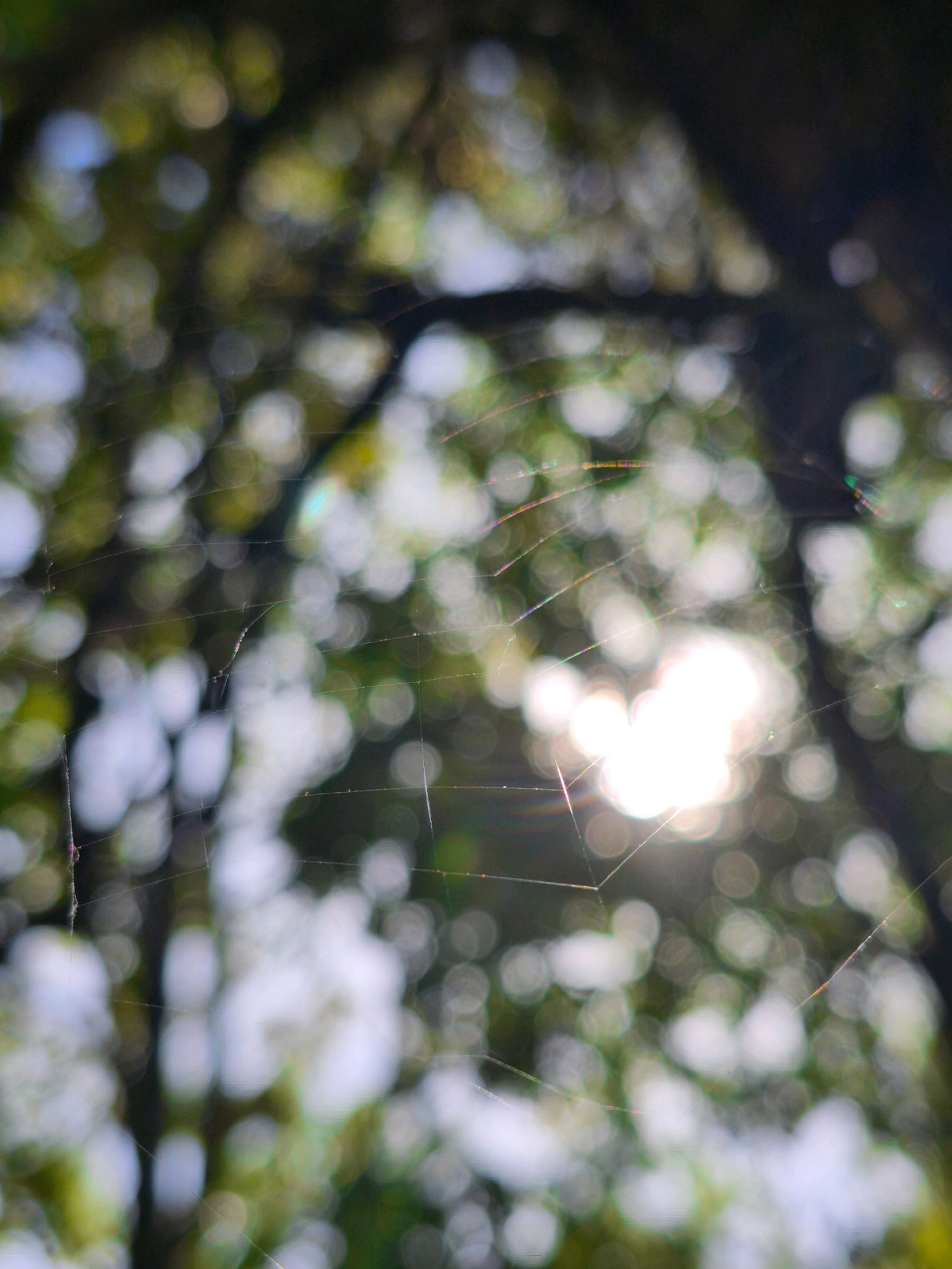 The image depicts a close-up, out-of-focus view of a spiderweb against a backdrop of dappled sunlight filtering through green foliage. The bright sun creates prominent bokeh effects, appearing as soft, circular highlights scattered throughout the scene. The spiderweb itself is barely visible, consisting of thin, almost translucent threads that catch the light in places, revealing faint prismatic colors. No people, structures, or specific landmarks identifiable to the city of Mahilyow, Belarus are present in this abstract, nature-focused photograph. The environment is an outdoor setting, likely a park or wooded area, characterized by the interplay of light and shadow on natural elements.