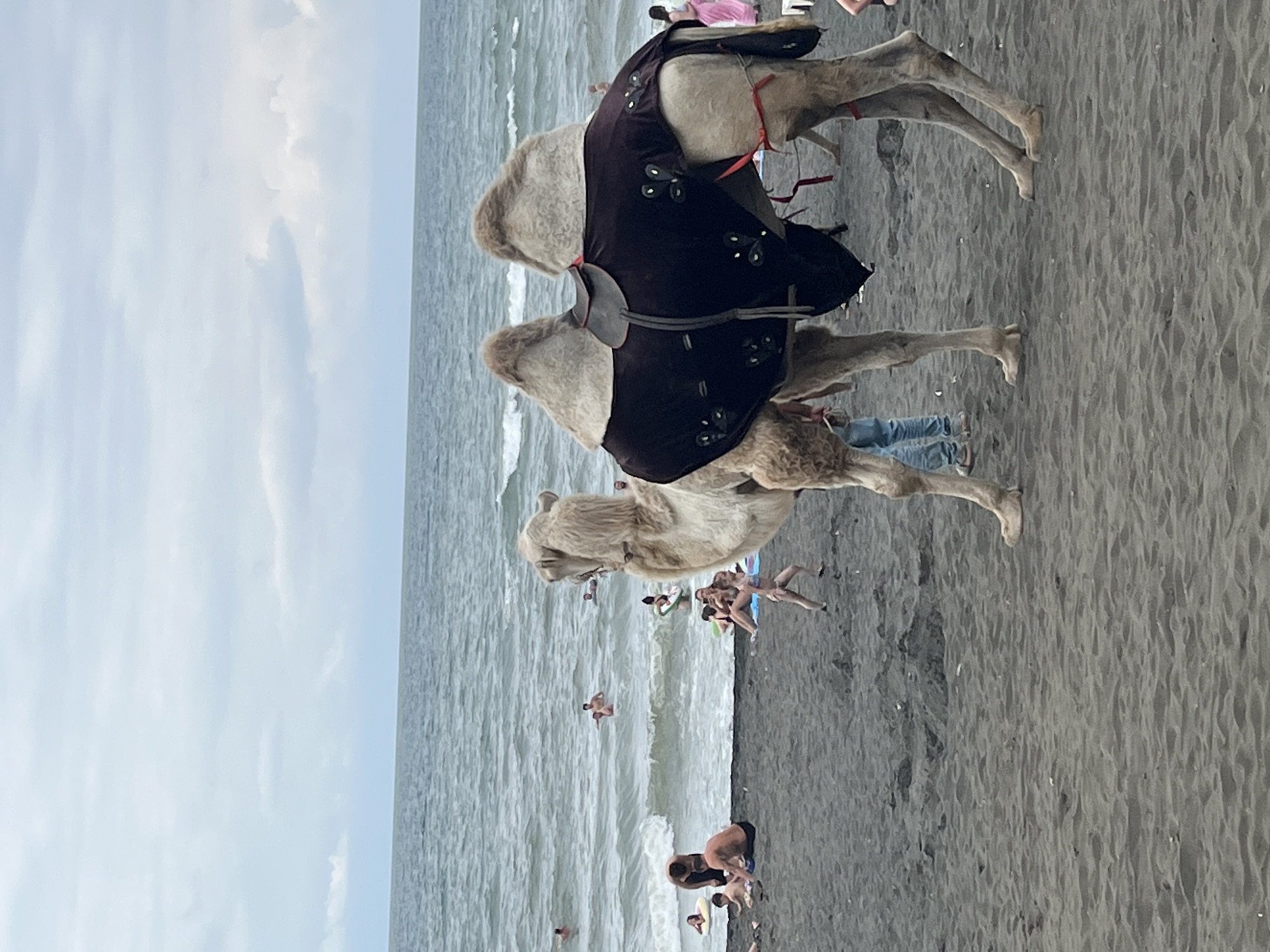 In Ureki, Georgia, a scene unfolds on a dark sand beach with a cloudy sky overhead. The Black Sea stretches out behind a shoreline dotted with people. In the foreground, a camel with two humps, adorned with a dark saddle blanket decorated with floral motifs, stands prominently. The camel is positioned facing right, its hindquarters and legs visible. To the left and in the background, various individuals are engaged in beach activities. Some are in the water, with waves breaking near the shore, while others are on the sand, including children playing. The overall atmosphere is one of a typical day at a coastal resort.