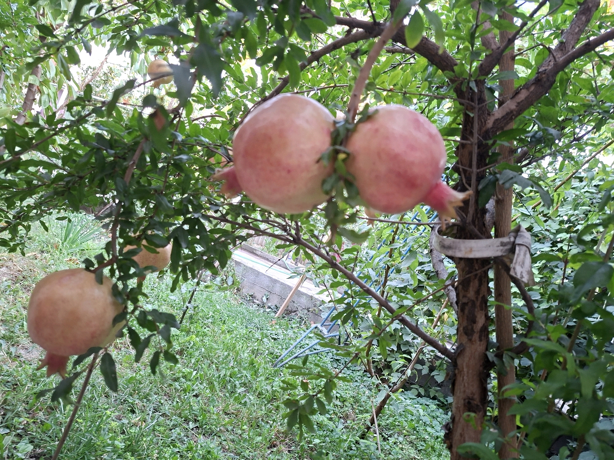 In the city of Manas, Kyrgyzstan, a close-up, eye-level shot captures pomegranates growing on a tree in a garden. Four pomegranates are visible. Two are clustered together and are light pink in color. Another is further to the left and is also light pink. The fourth pomegranate is blurry and in the background. The tree has a brown trunk and branches, with green leaves. The background is lush with green foliage and some visible garden elements. The lighting suggests it is daytime.