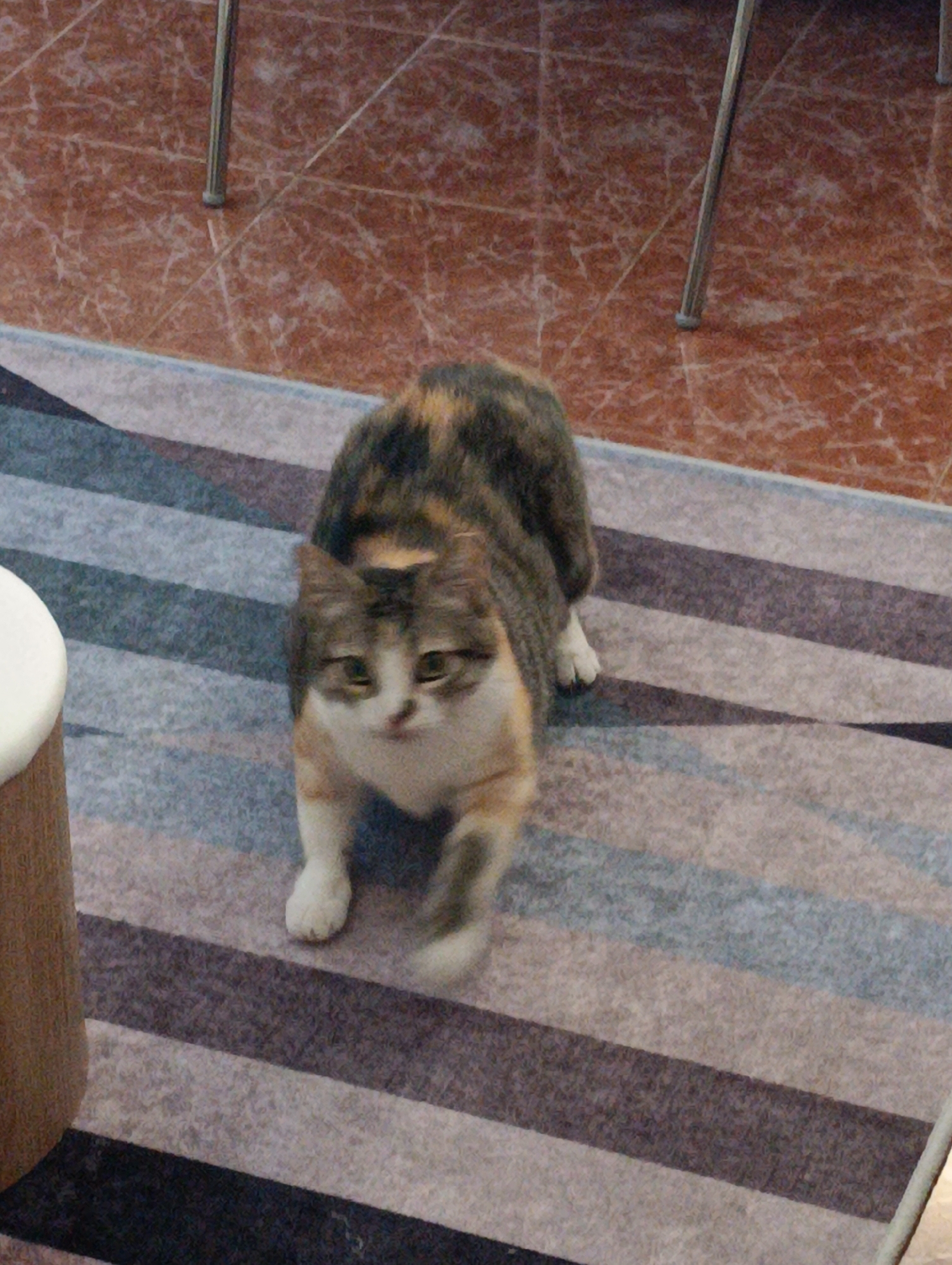 The image shows a calico cat standing on a striped rug in what appears to be an indoor setting. The cat is facing the camera and is in focus, with its paws slightly blurred, indicating movement. The background consists of a tiled floor and the legs of furniture. The lighting is natural, coming from above. There is no visible indication of the specific location in Setúbal, Portugal, or any people present.