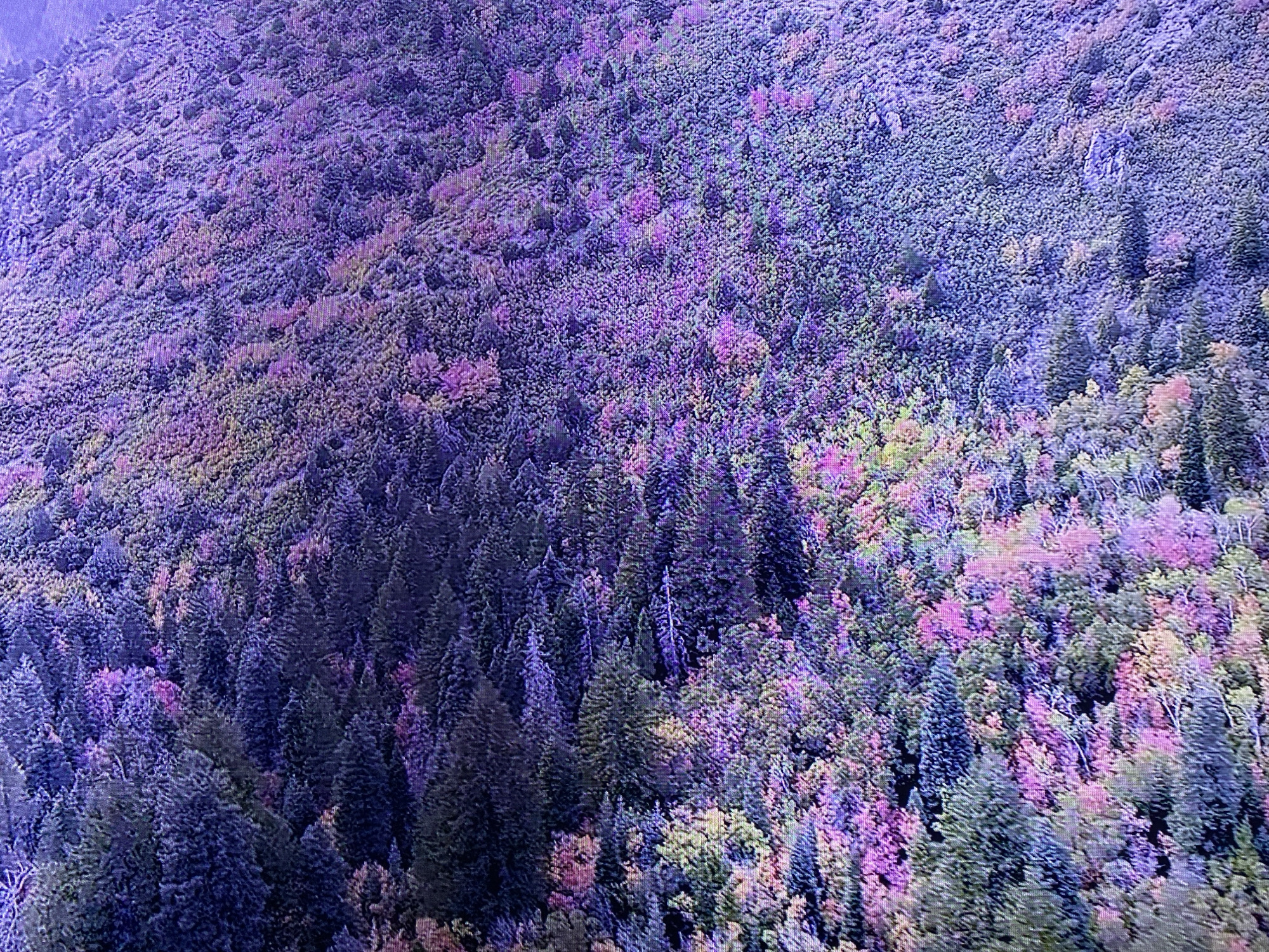 This is an aerial photograph of a mountainside covered in a forest of evergreen and deciduous trees. The deciduous trees are in various stages of autumn foliage, displaying vibrant shades of purple, pink, and yellow against the darker green of the evergreens. The terrain is steep and rugged, with visible rock formations scattered throughout the landscape. The lighting suggests it is daytime, with no clear indication of time of day or specific weather conditions, beyond what can be inferred from the colors of the leaves. The image captures a natural, wild landscape, likely in a mountainous region. There is no visible text in the image.