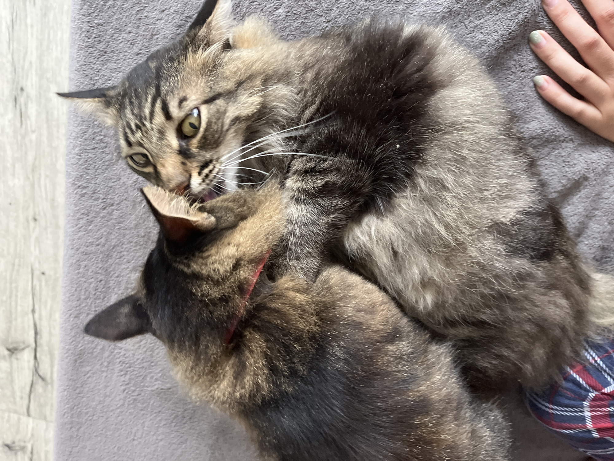 Two domestic cats are engaged in playful interaction on a grey, textured surface, possibly a blanket or sofa. The cat in the foreground, facing right, has tabby markings with green eyes and is leaning into the other cat. Its mouth is slightly open, and its tongue is visible, suggesting playful nuzzling or a mock bite. The second cat, mostly obscured, is on the left, with its head turned towards the first cat, appearing to be in a reciprocal action. Both cats have fluffy fur. A human hand with light green nail polish is visible in the lower right corner, resting on the same surface. The background shows a light-colored wooden floor. The image is taken from a top-down perspective. There is no information in the image to indicate the location in Krasnyye Barrikady, Russia.