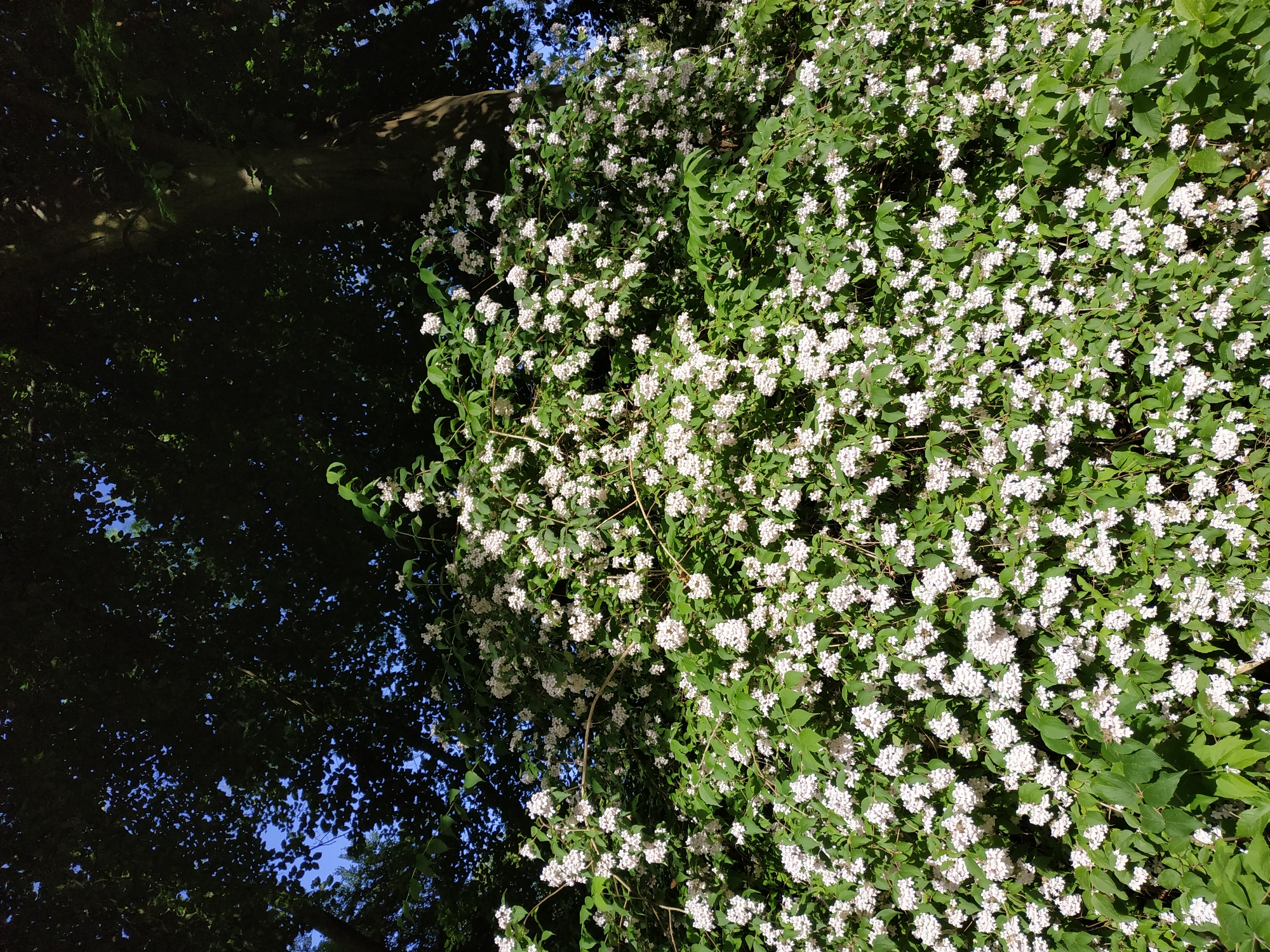 The image shows a dense collection of white flowers and green leaves, possibly growing on a shrub or vine, with darker tree foliage and glimpses of blue sky in the background. The location, Dortmund, Germany, is not evident from the image.