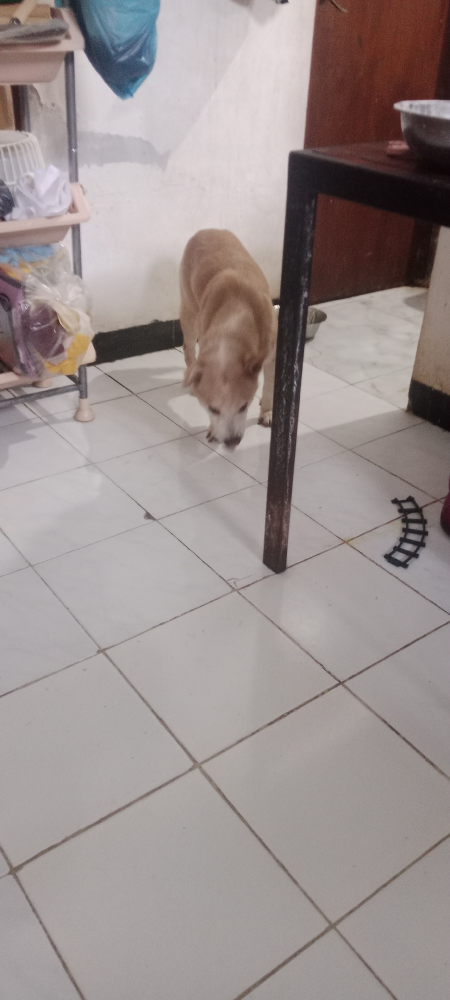 A light brown dog is shown sniffing the tiled floor in what appears to be an indoor setting. The dog is positioned in the center of the frame, with its head lowered towards the ground. To the left of the dog, a white shelf unit is visible, with various items stored on its shelves, including what looks like a blue plastic bag and some white and colored fabrics. To the right of the dog, the leg of a dark-colored table or counter is prominent, and a small, curved section of black toy train tracks is on the floor. The floor itself is covered in white square tiles. The background wall is a light, textured color, with a dark baseboard. The lighting suggests an indoor environment, likely a home or a storage area. This scene could be located in Banyuraden, Indonesia, within a residential or utility space.
