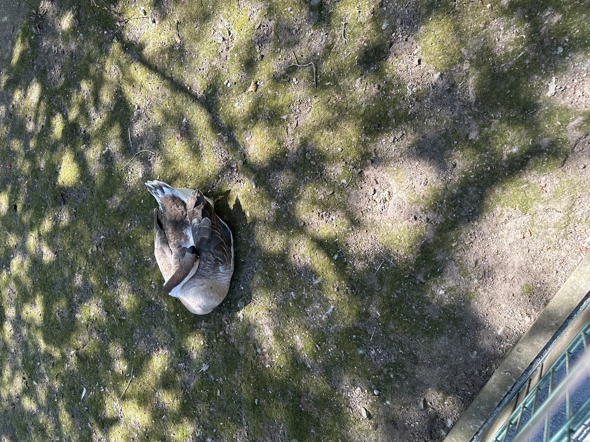 A goose is resting on the ground in a park in Chemnitz, Germany. The goose is brown and white and is curled up with its head tucked under its wing. The ground is covered with dirt, grass, and shadows from trees. A metal fence is visible in the lower left corner of the image.
