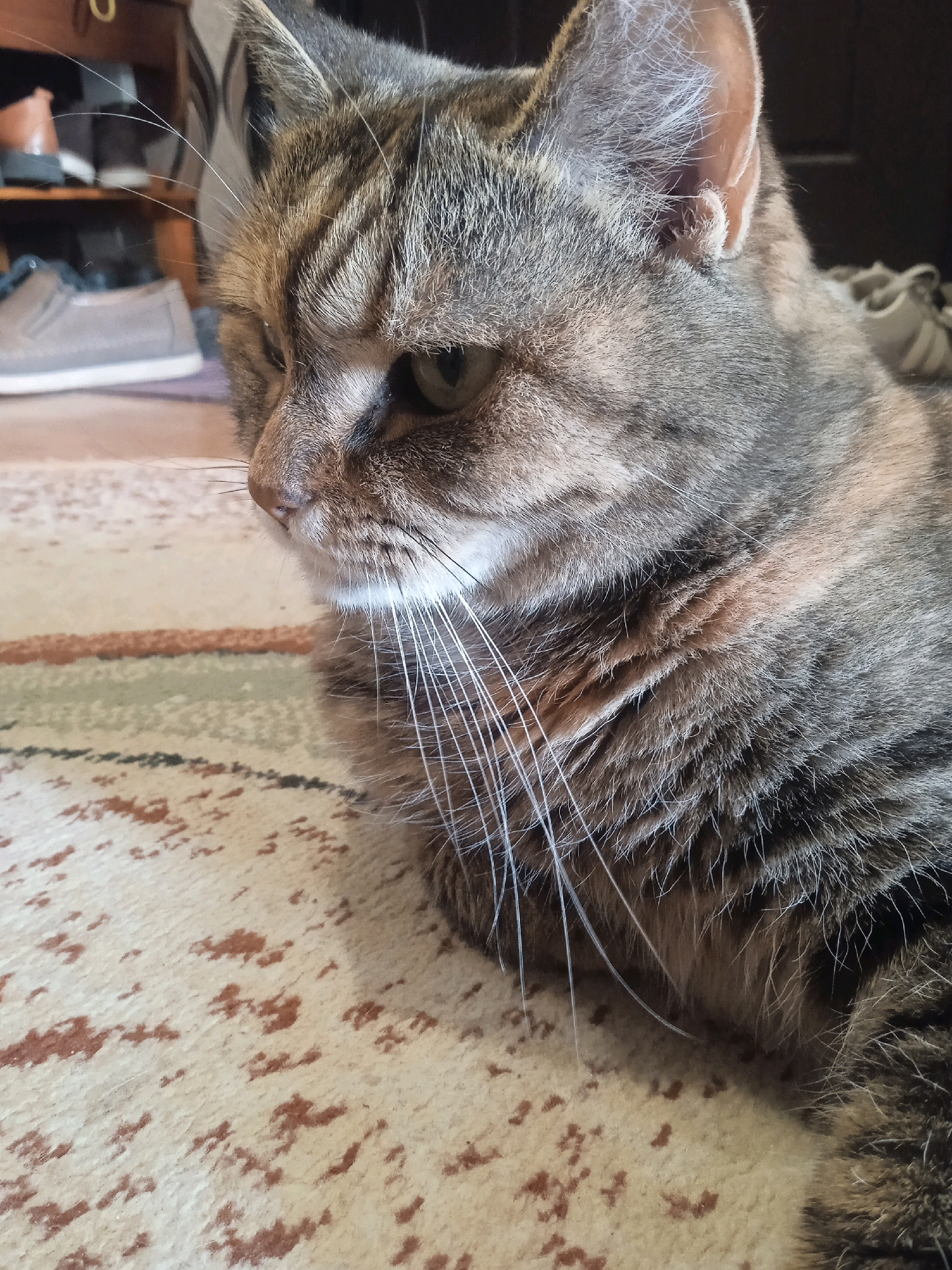 A domestic cat with tabby markings is lying on a patterned rug. The cat's head is in profile, facing left, with its green eye visible. Its whiskers are long and white. In the background, a shoe rack with several pairs of shoes is visible. The scene appears to be indoors, possibly in a residential setting. The location in Lida, Belarus, is not discernable from the image.