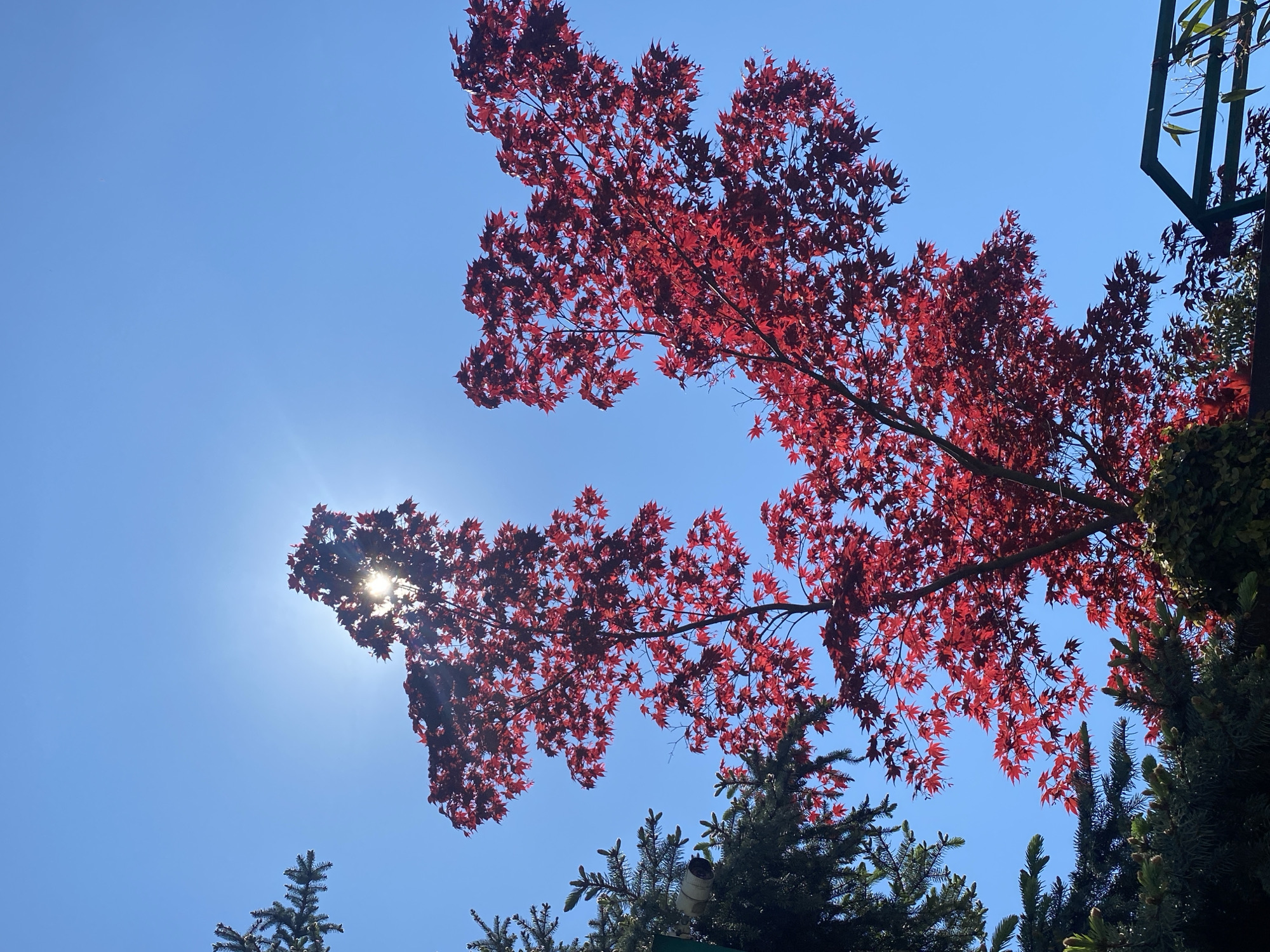 The image captures a low-angle view of vibrant red Japanese maple leaves against a clear, bright blue sky. The sun is partially obscured by the leaves on the lower left side of the frame, creating a lens flare effect. The branches of the maple extend upwards and outwards, with the leaves displaying a deep red color. In the lower portion of the frame, there are green evergreen trees partially visible beneath the maple. A dark green structure, potentially a fence or part of a building, is visible in the upper right corner. Without additional information, determining the exact location within Sochi, Russia is not possible.