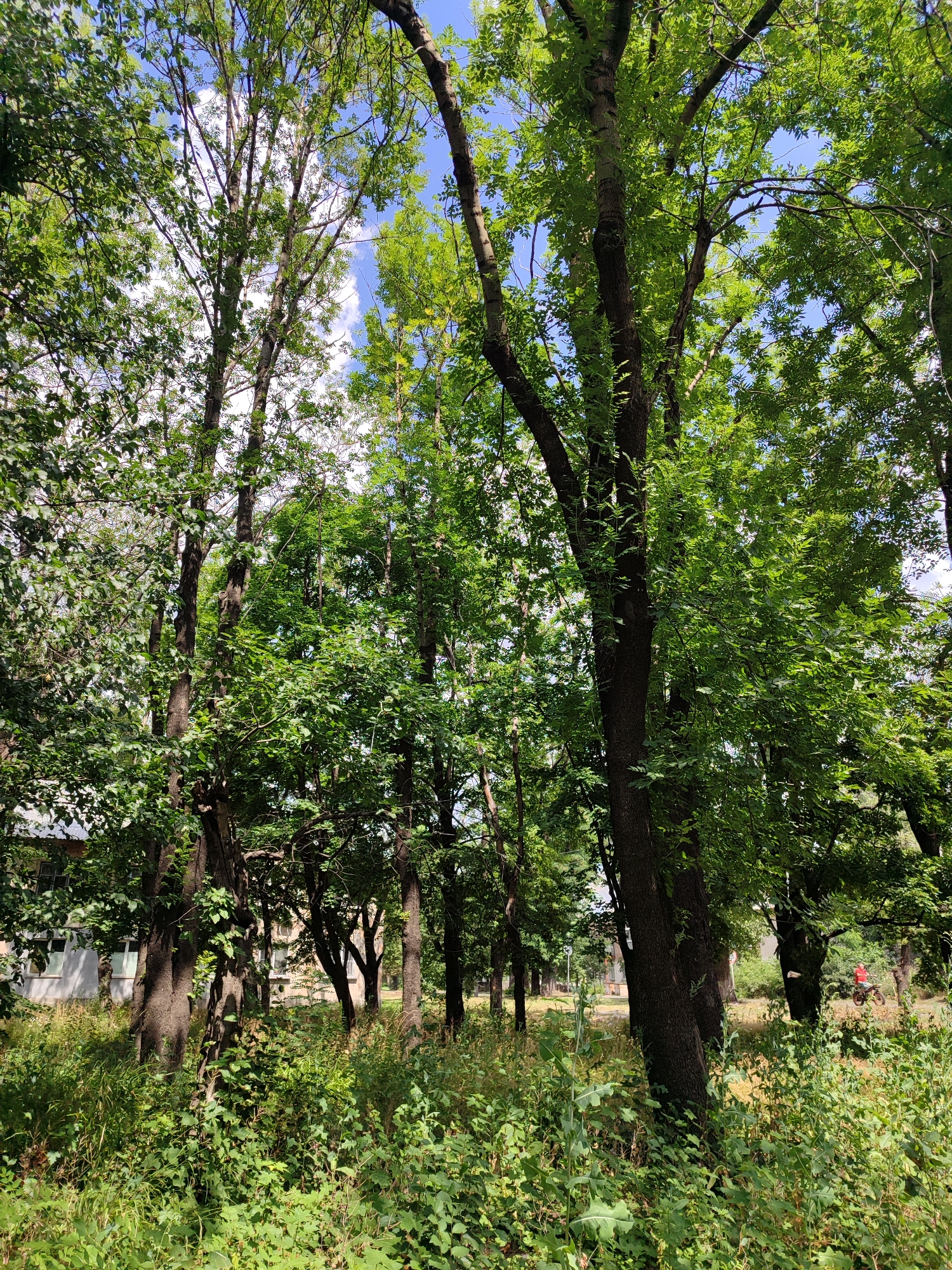 This is a full, outdoor, medium shot photograph taken on a sunny day in Pelahiivka, Ukraine. The image depicts a densely wooded area with a variety of deciduous trees in full leaf. The sunlight filters through the canopy, creating dappled light and shadow on the ground, which is covered in lush green vegetation and tall grass. In the background, parts of a light-colored, multi-story building with visible windows can be seen peeking through the trees. Further in the distance, a person wearing a red top is riding a bicycle on a paved path. The sky above is blue with scattered white clouds. The overall scene conveys a natural, summery atmosphere within an urban or suburban park setting.